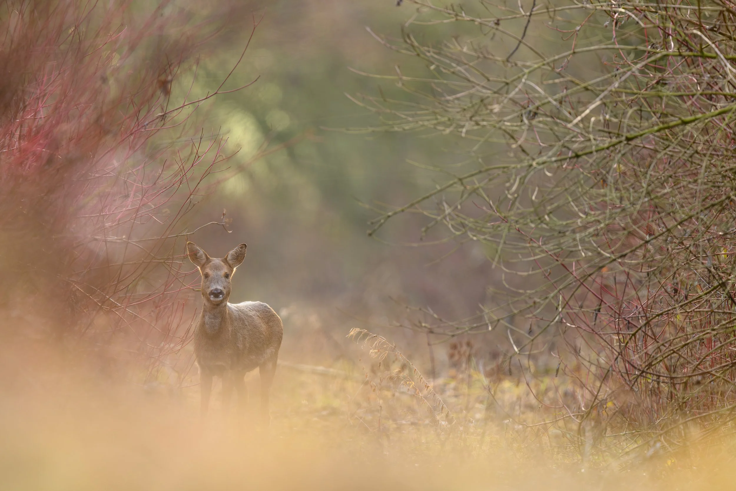 Chevreuil au petit matin - brabant wallon