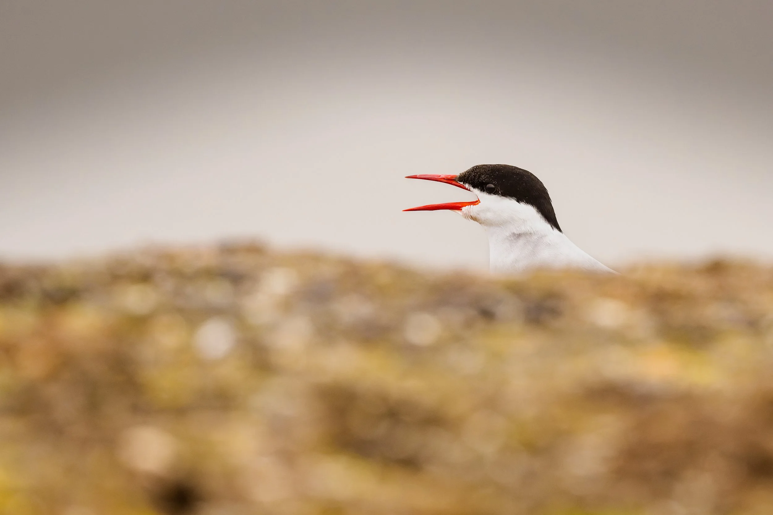Gros plan de la tête d'une sterne arctique au bec rouge vif dépassant d'un monticule,  capturant l'instant d'un cri dans un environnement côtier épuré."