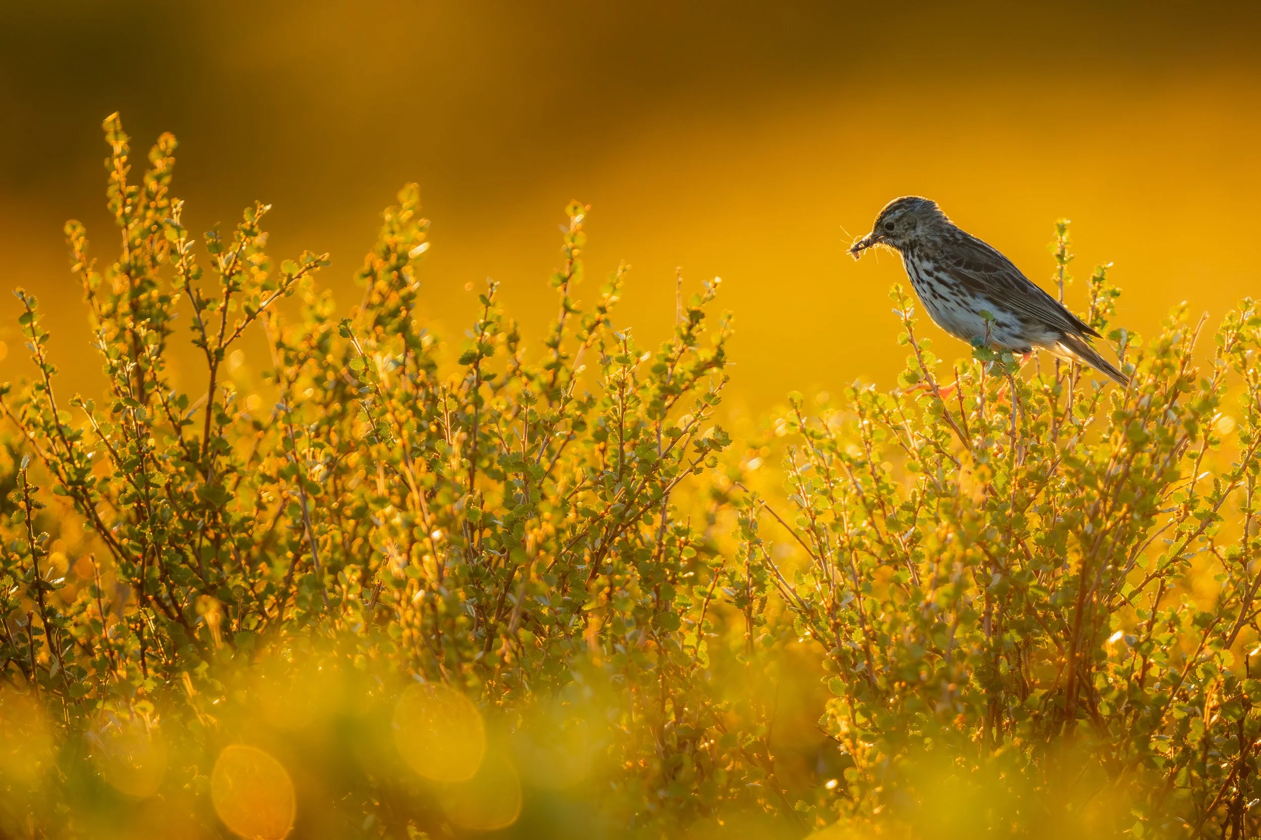 Petit passereau perché au sommet d'un buisson baigné par la lumière dorée du soleil couchant, une ambiance chaleureuse et poétique