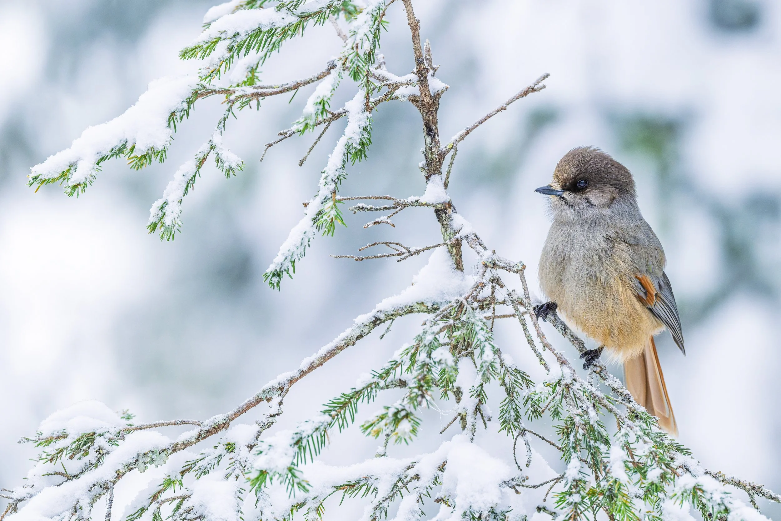 Mésangeai imitateur perché sur une branche de sapin chargée de neige et de givre, une image représentative de la biodiversité en milieu forestier hivernal