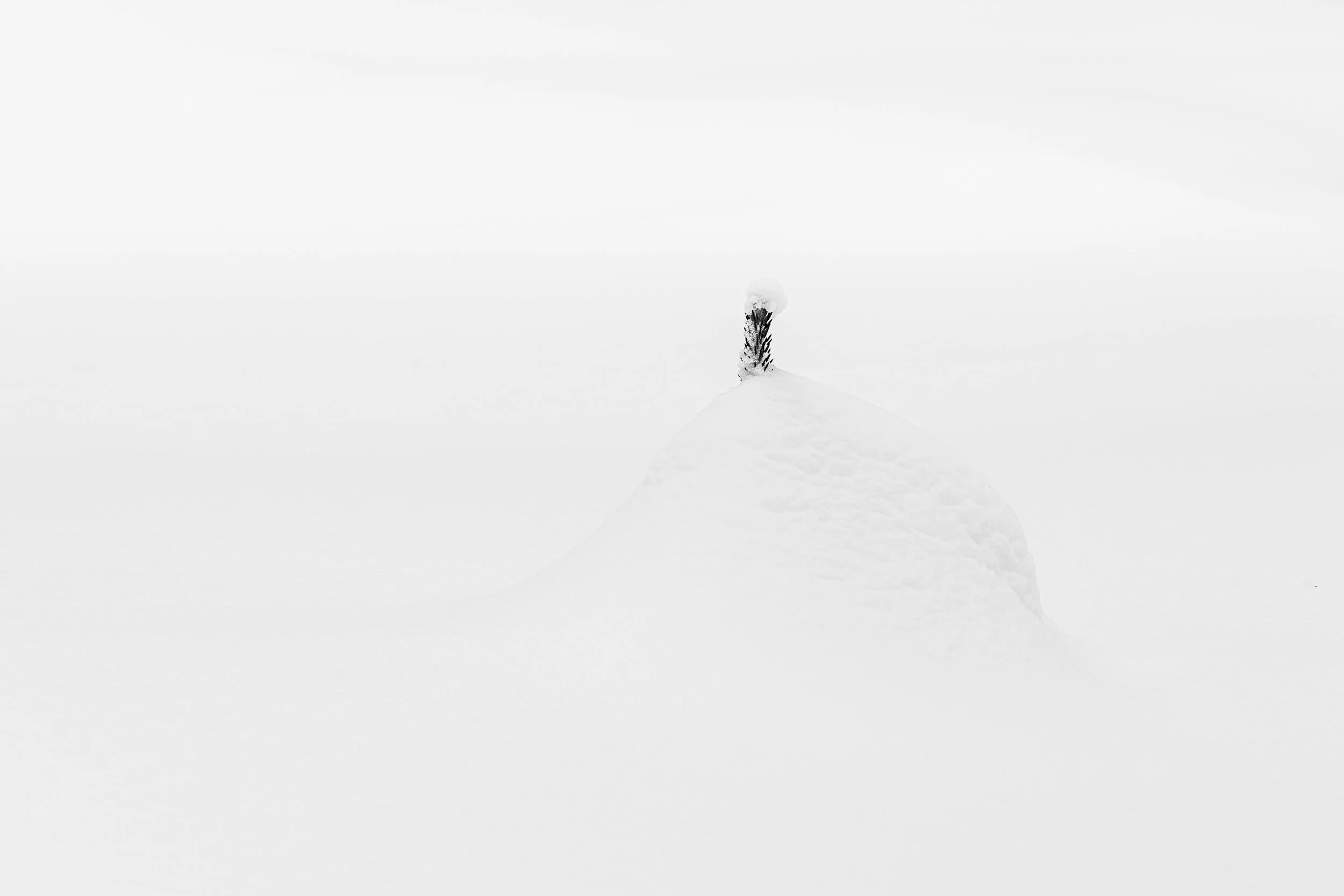 Une petite branche au sommet d'un amas  de neige immense et vide. Minimalisme