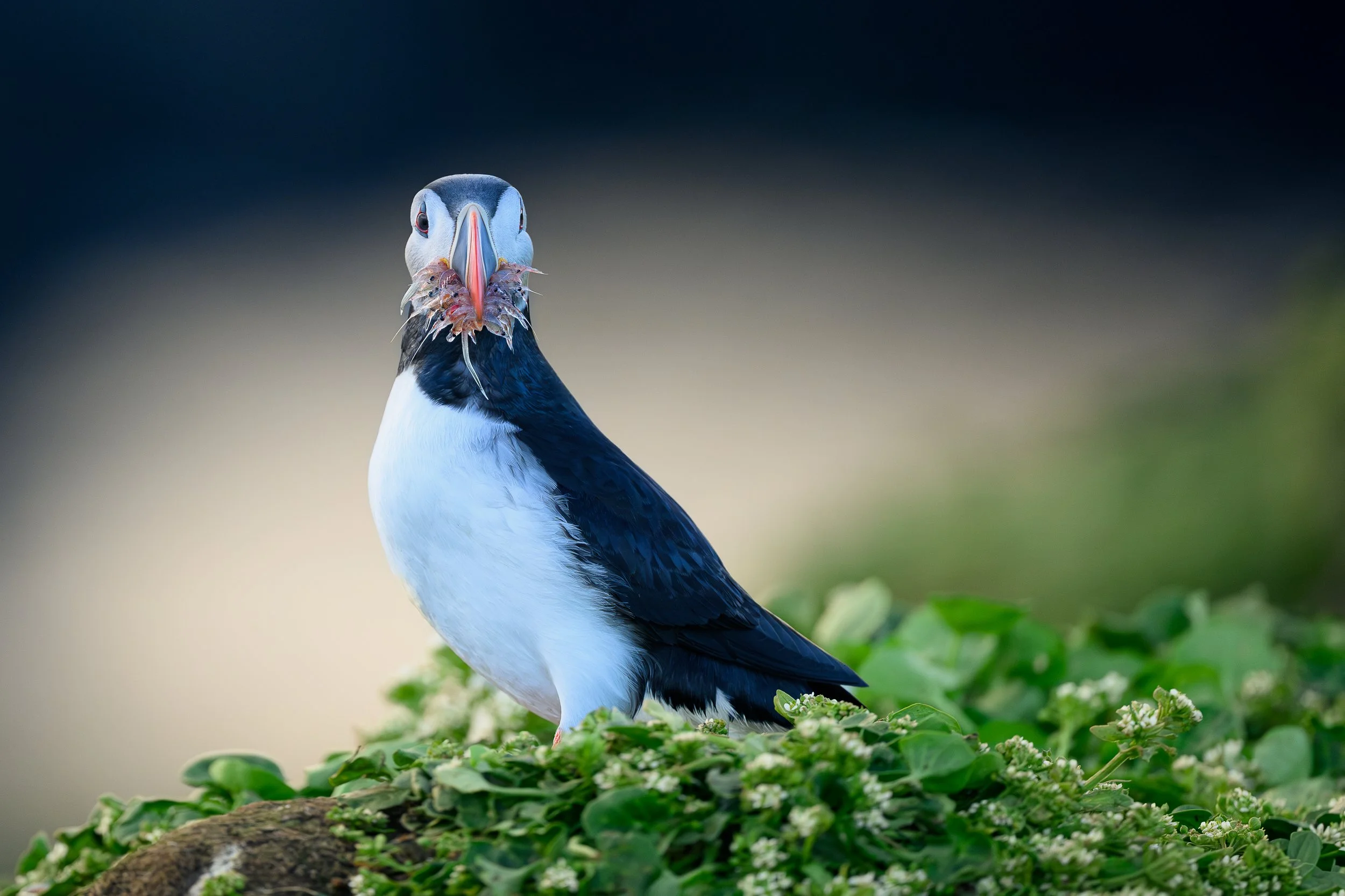 expo ATrium V1 (12 sur 20).jpg