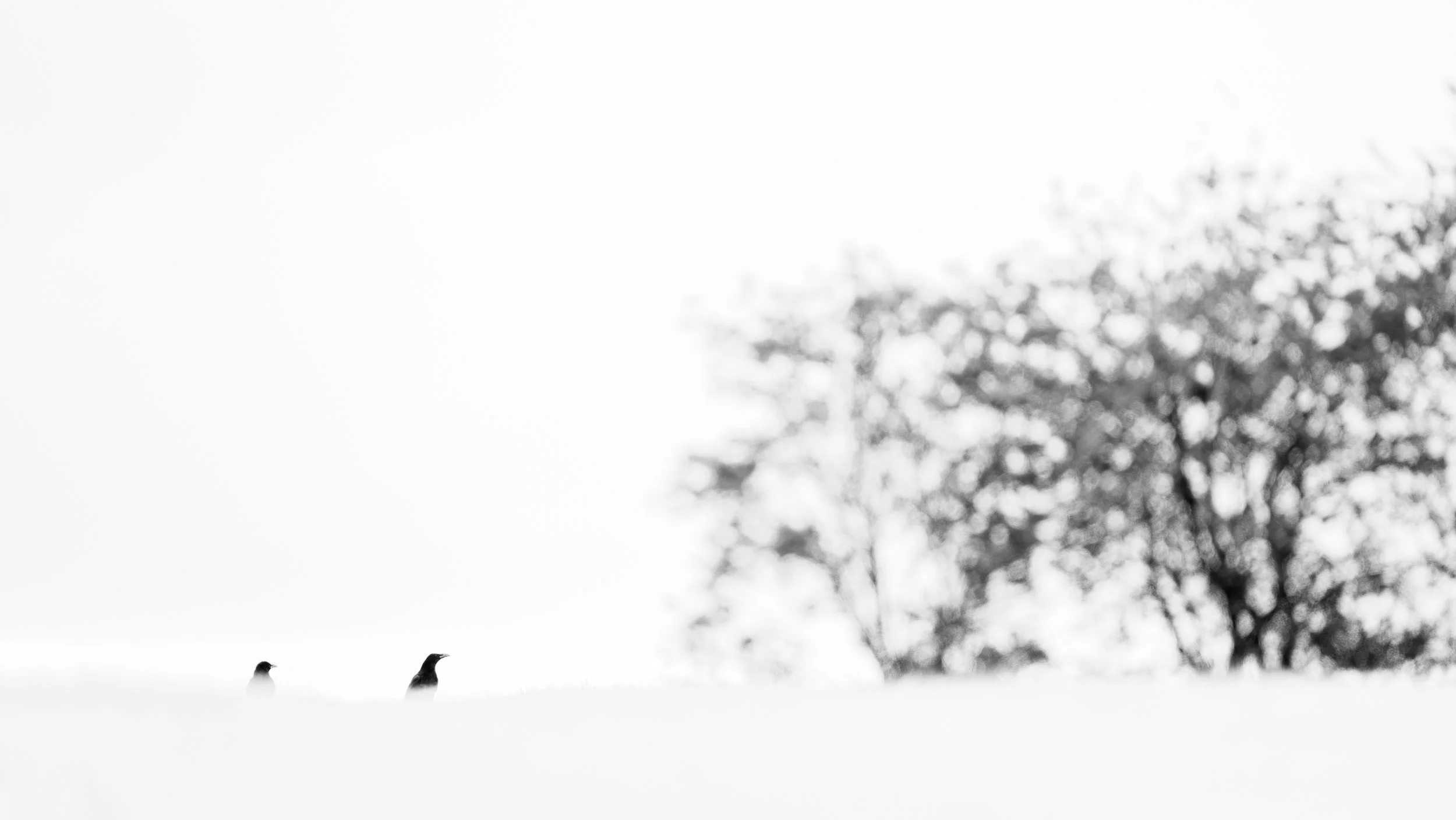 christophe-parent_Les Gardiens du Bosquet_collection-a-minima.jpg