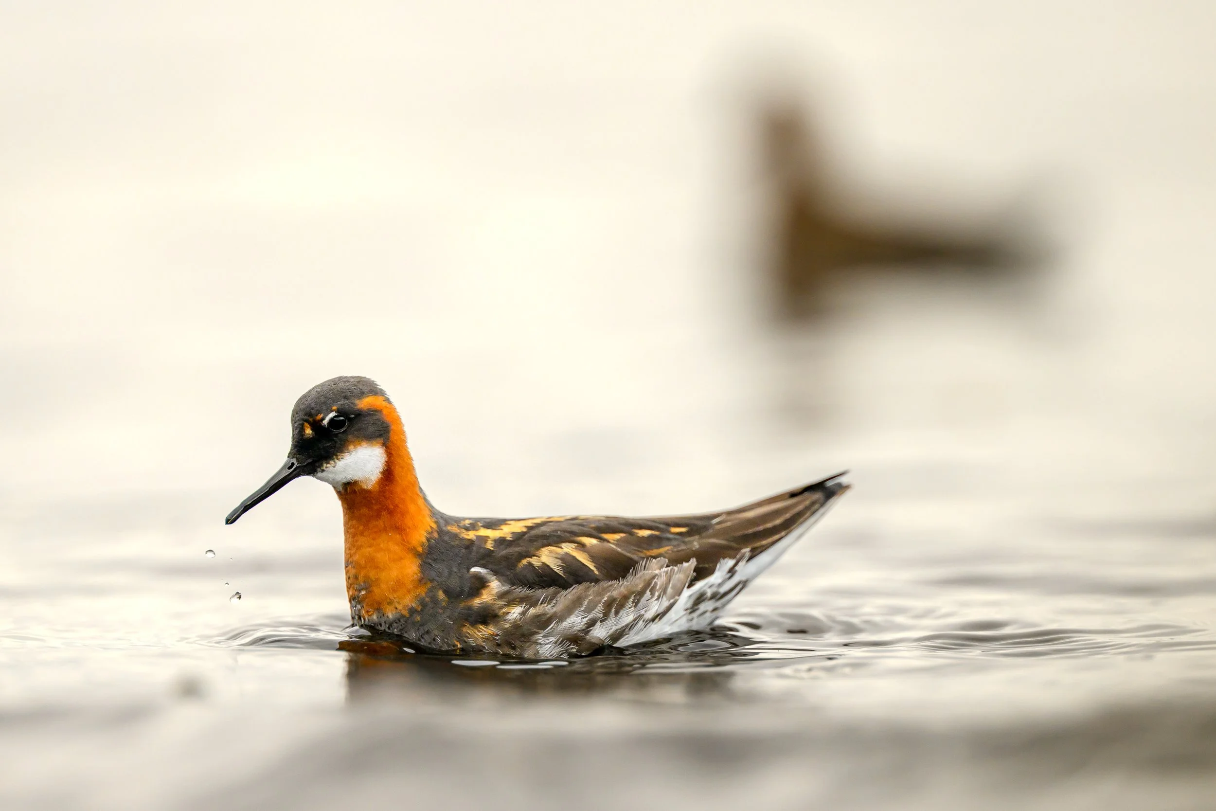 Gros plan d'un Phalarope à bec étroit en plumage nuptial, glissant sur une eau calme avec une profondeur de champ très courte mettant en valeur son regard