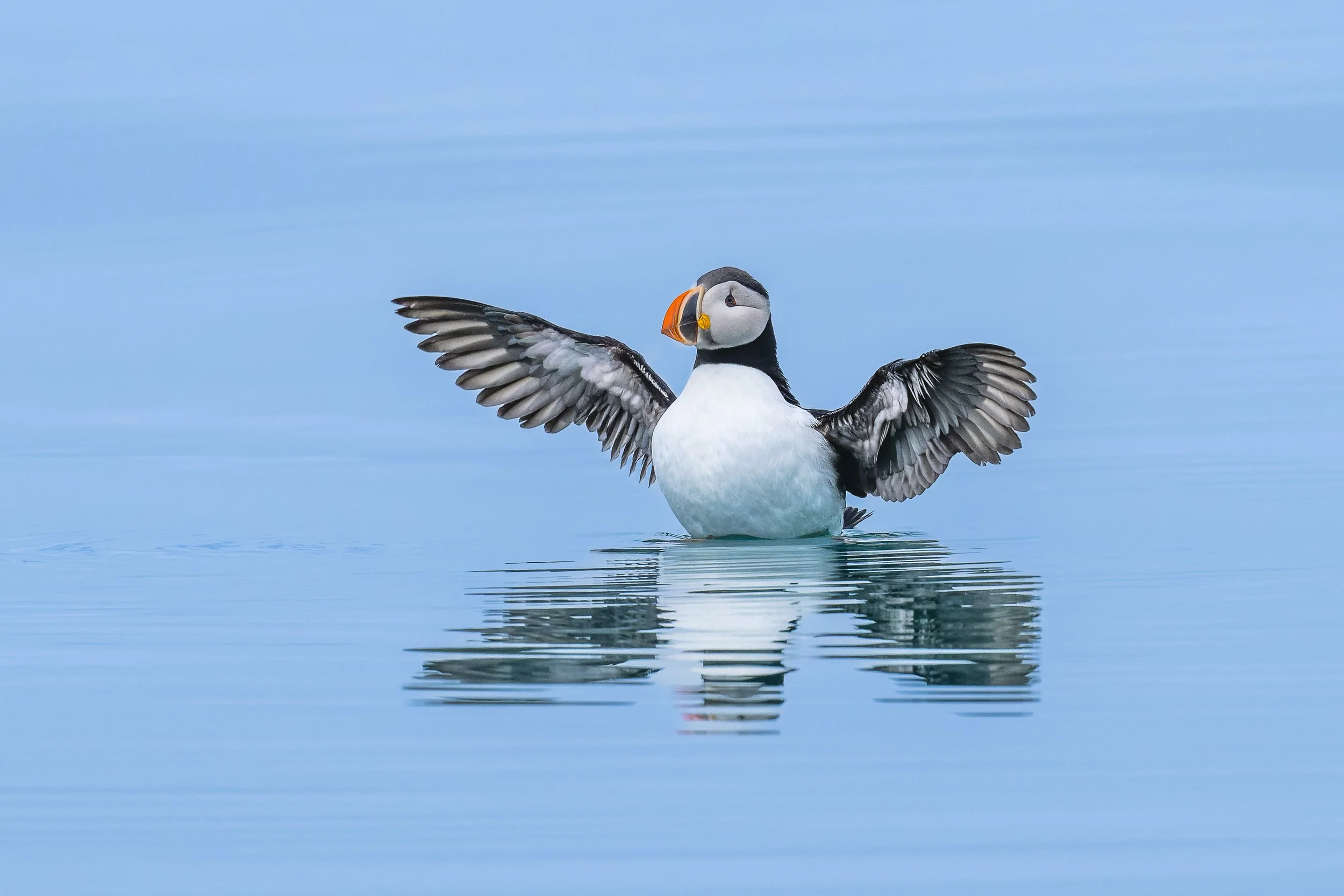 Macareux moine battant des ailes à la surface d'une eau calme et bleutée, avec un reflet parfait, capturant le souffle du vivant en mer.