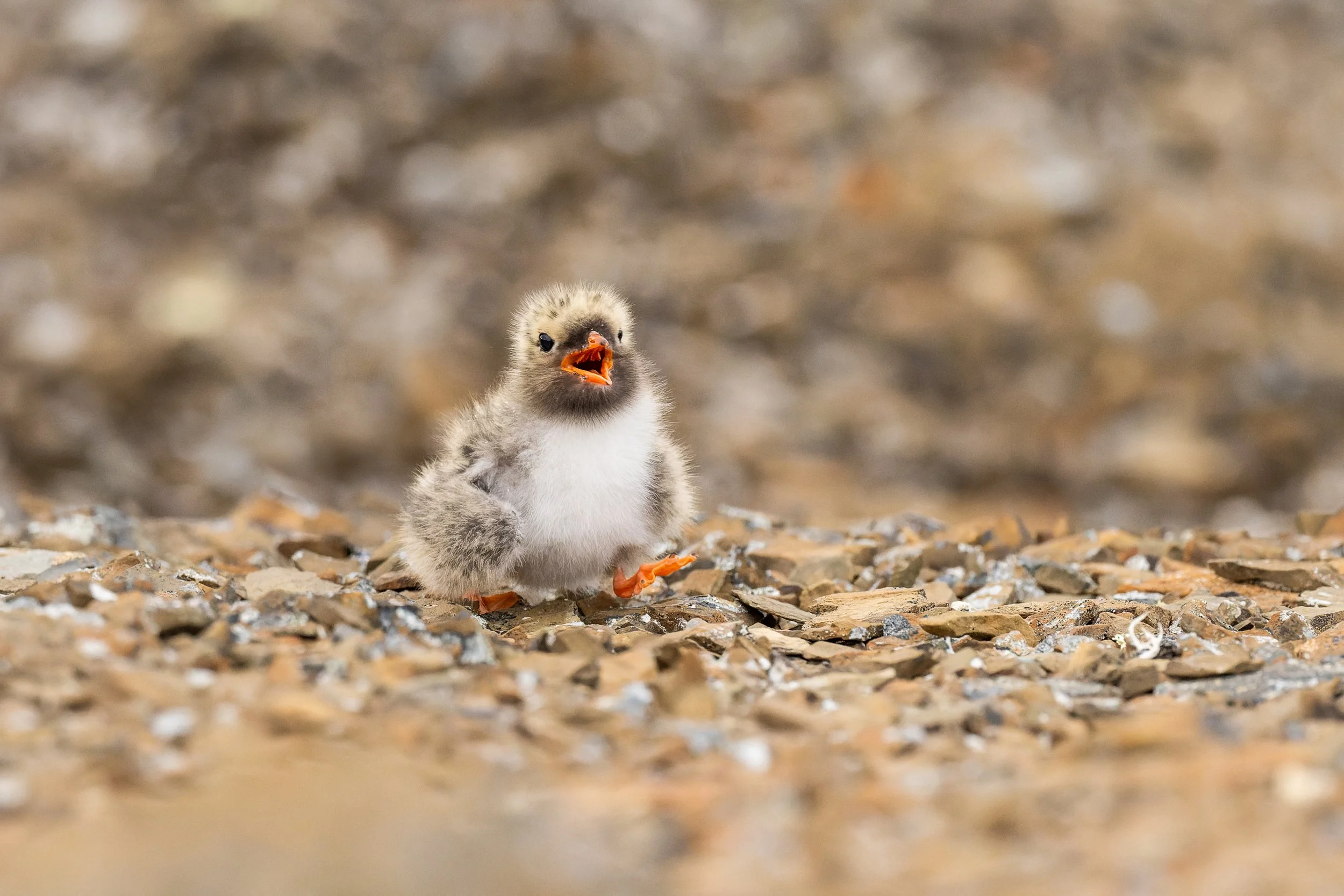 Portrait attendrissant d'un oisillon duveteux (de sterne arctique) ouvrant grand le bec au milieu d'un sol de galets, une image symbolisant la naissance et le souffle nouveau du vivant."