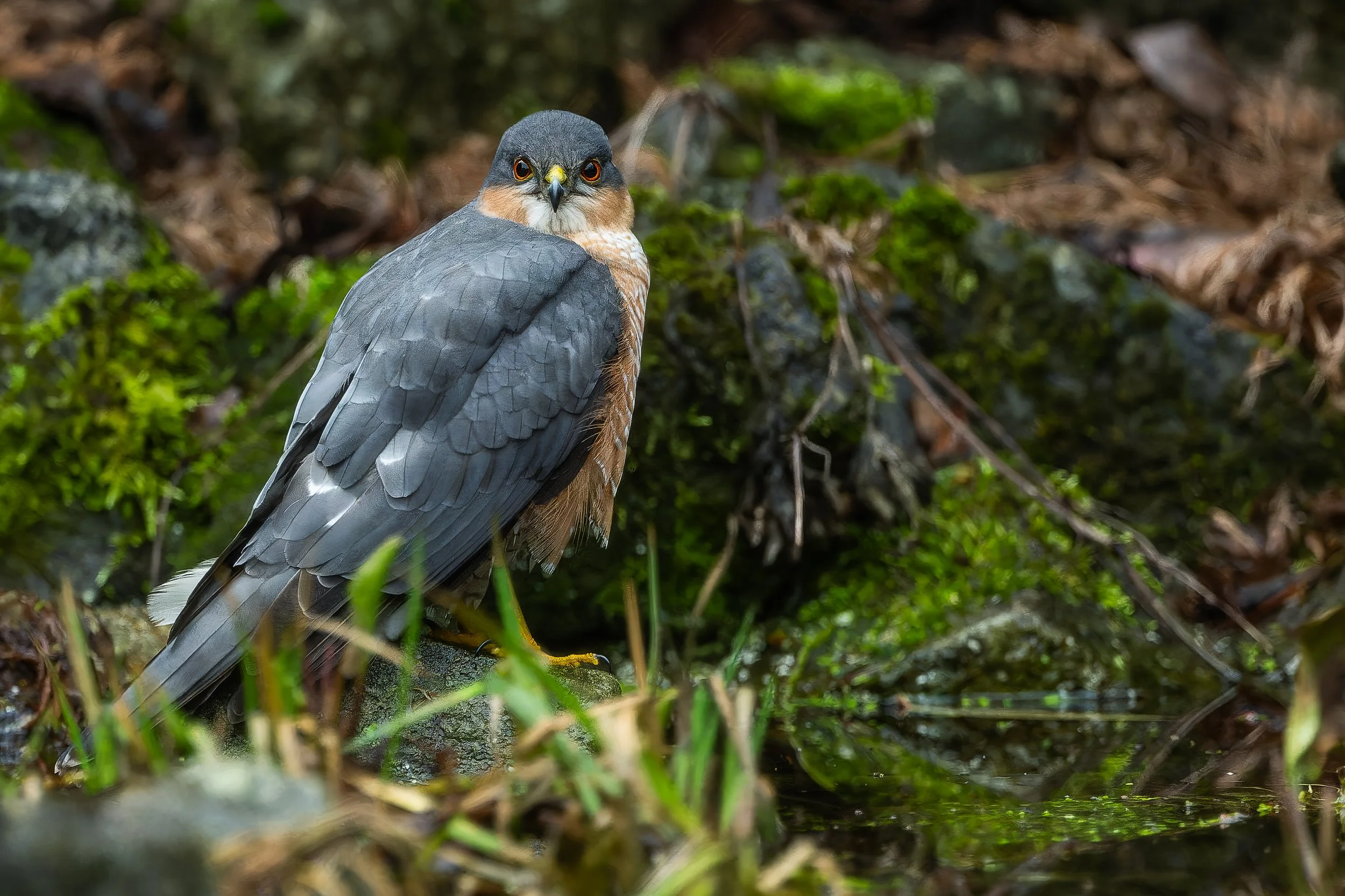 Epervier - brabant wallon