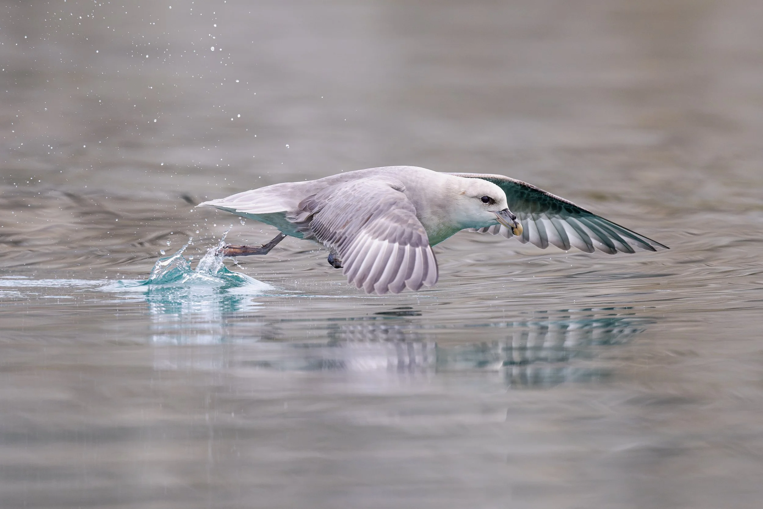 Fulmar boréal frôlant la surface de l'eau , capturant l'instant précis du décollage dans une ambiance brumeuse.