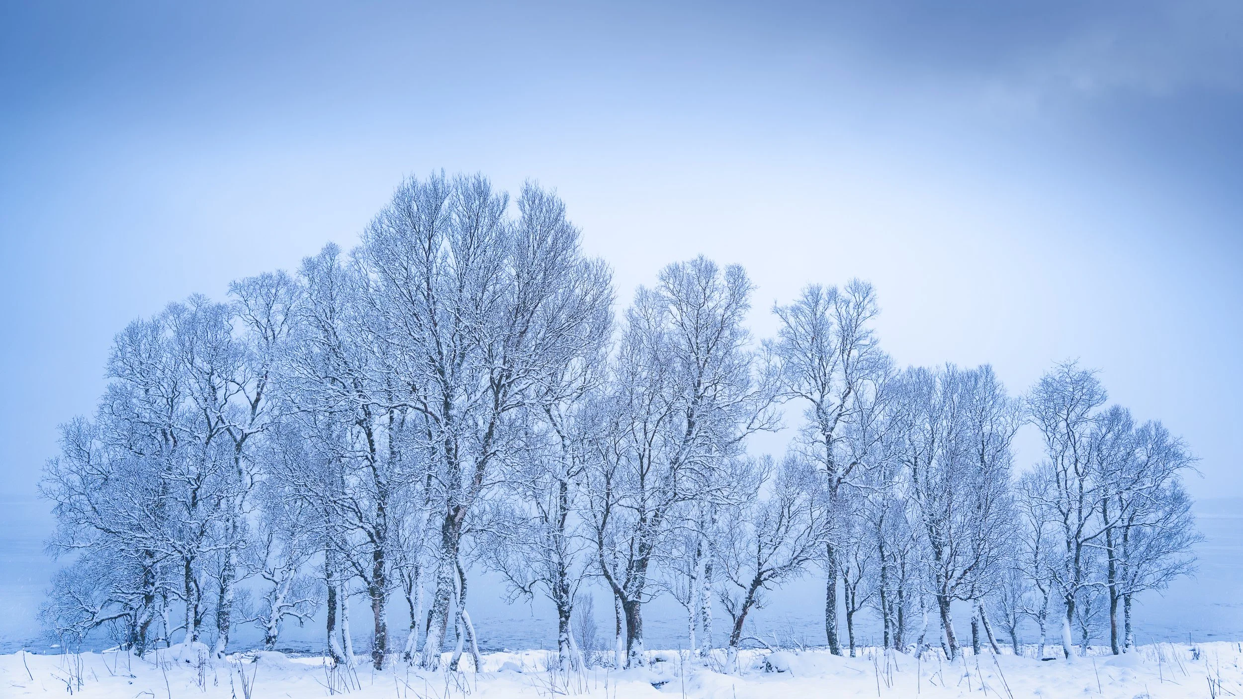 Bosquet d'arbres givrés et blancs se détachant sur un paysage de neige immaculé, esthétique épurée et minimaliste.