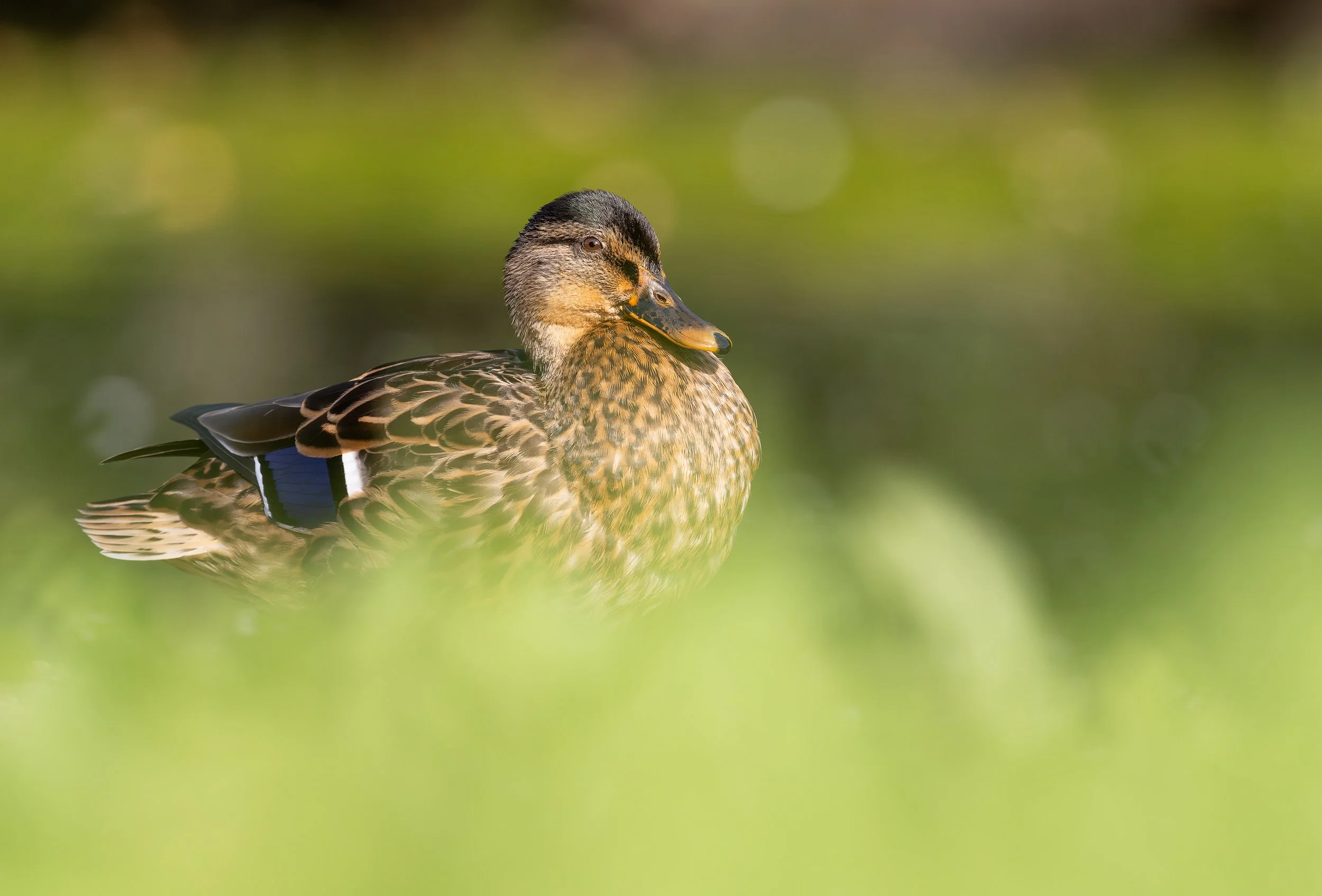 Portrait d'une cane colvert émergeant d'un flou de verdure, capturant la douceur du plumage et la quiétude de la nature."