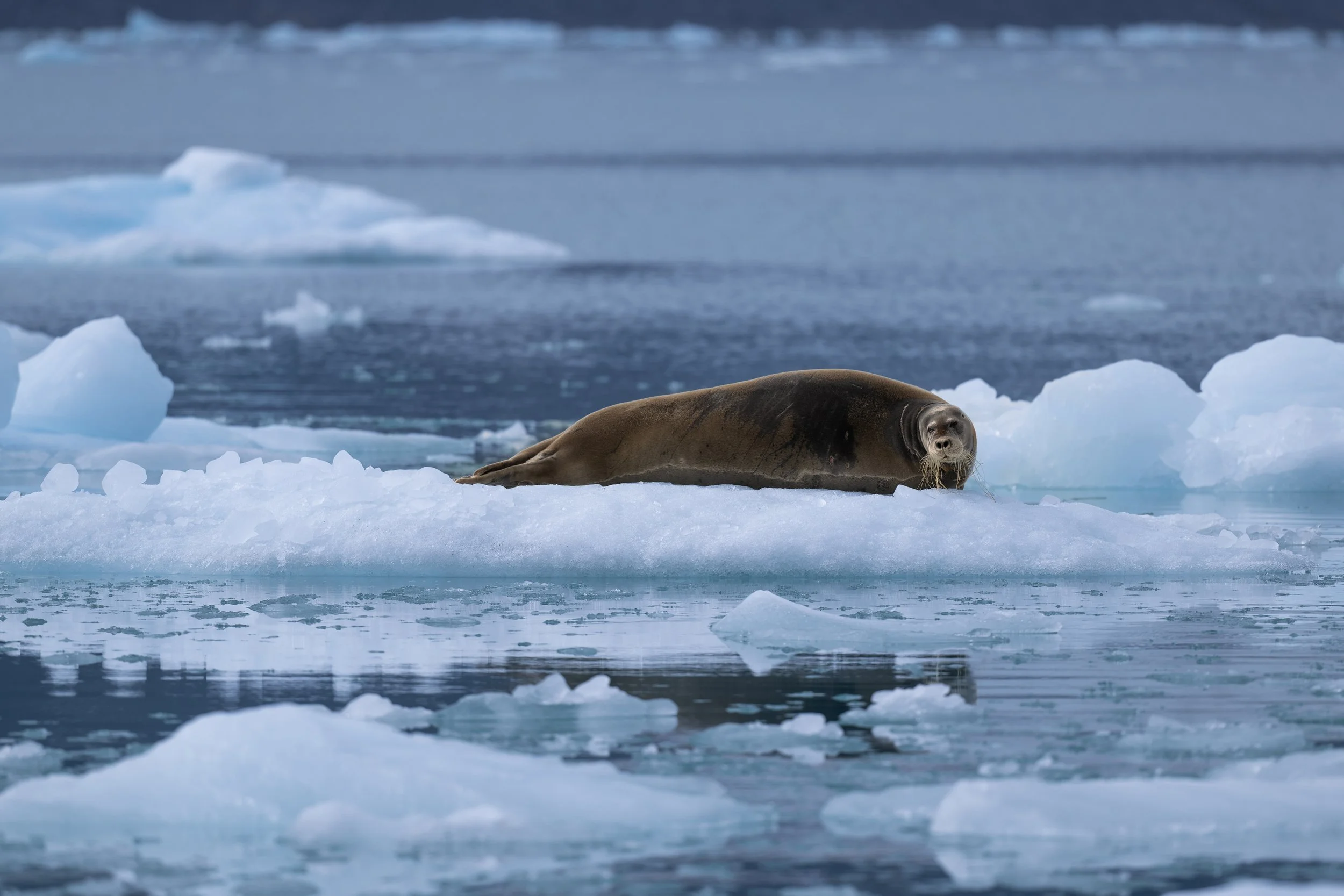 hoque commun se reposant sur un bloc de glace dérivant dans les eaux froides de l'Arctique, entouré de petits fragments de banquise
