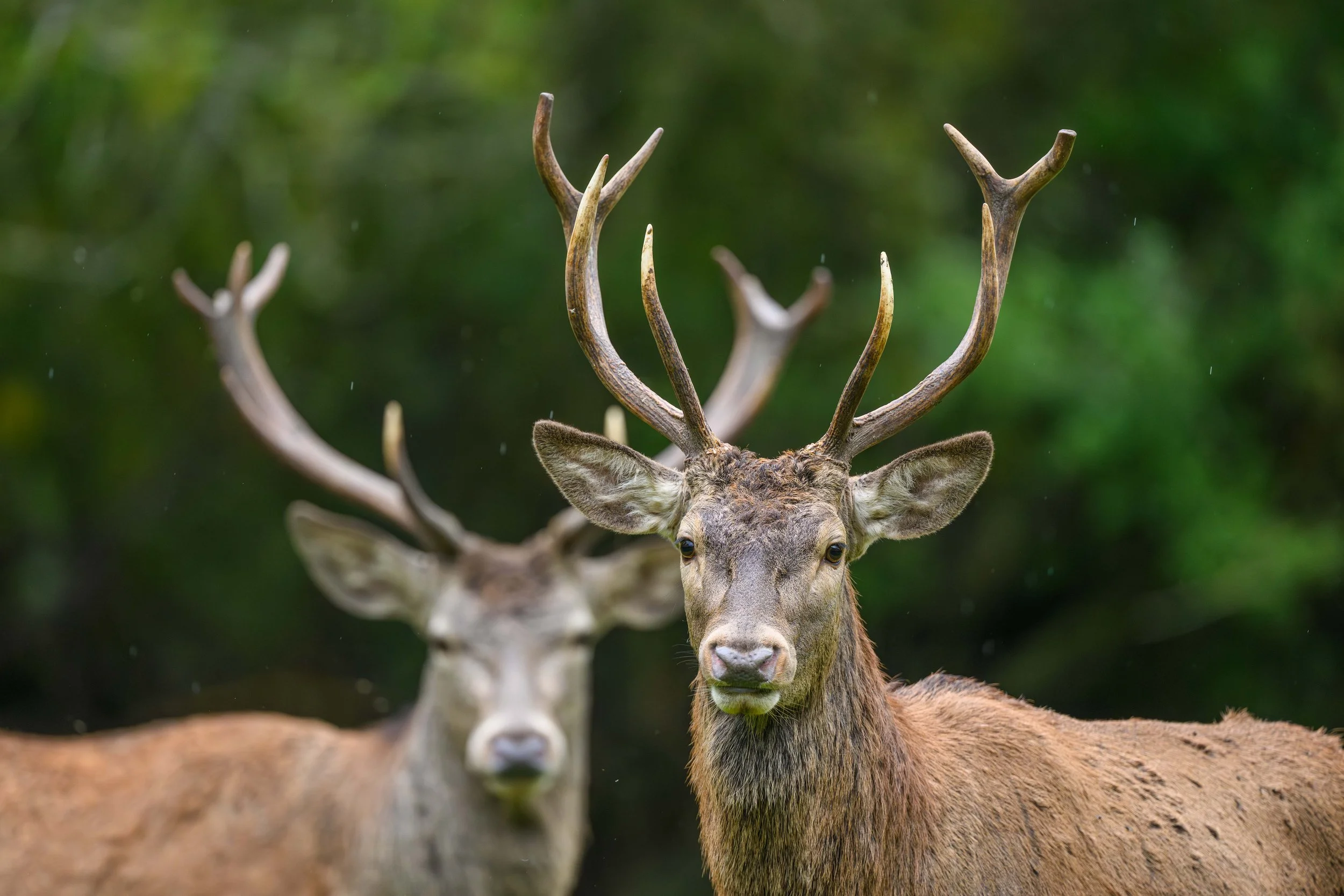 cerfs. (1 sur 3).jpg