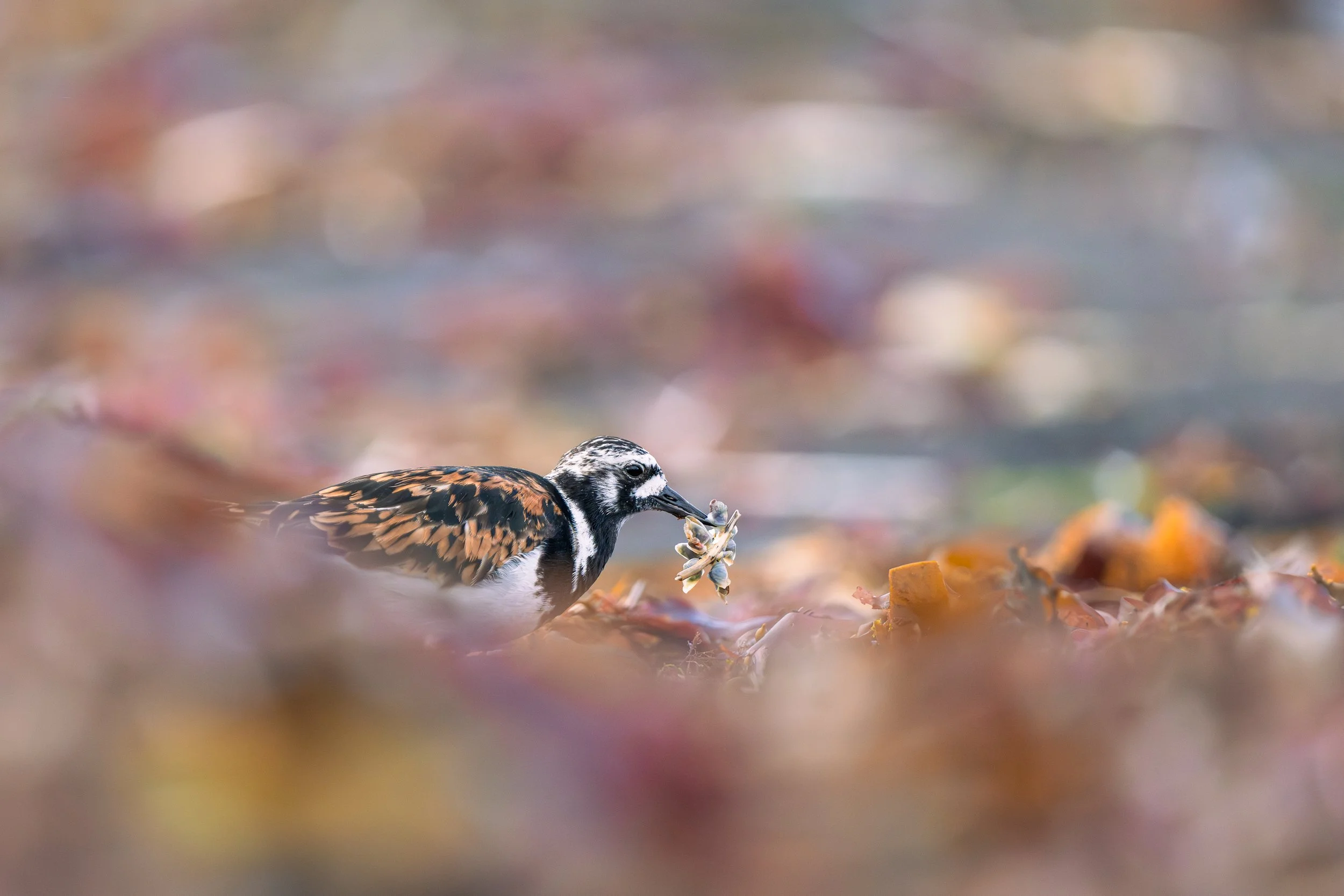 Gros plan d'un Tournepierre à collier s'activant sur une plage de galets et d'algues, avec un flou d'avant-plan créant une belle profondeur de champ.