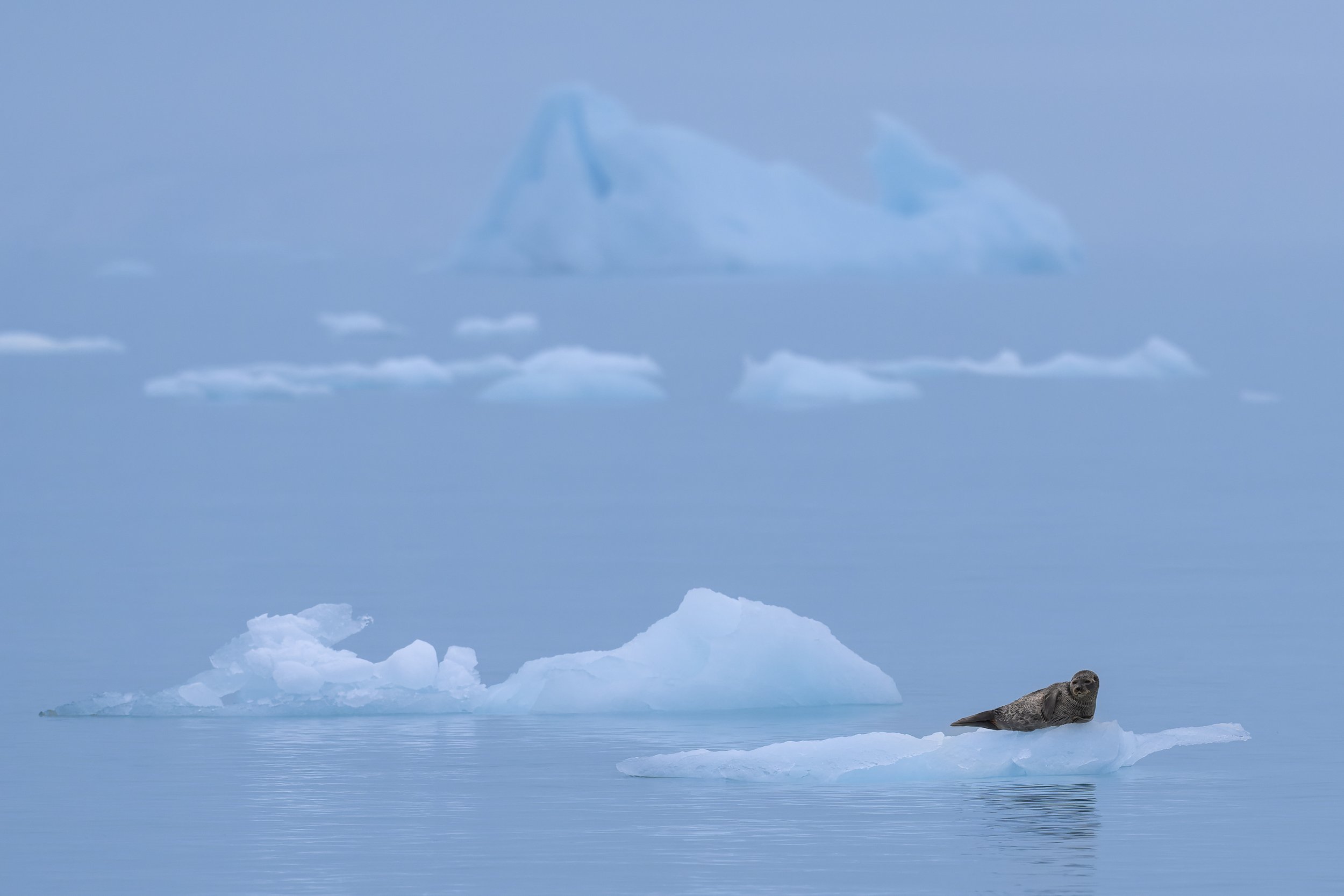 Phoque solitaire allongé sur un fragment de banquise dérivant dans une brume bleutée, illustrant la sérénité et la fragilité de l'Arctique