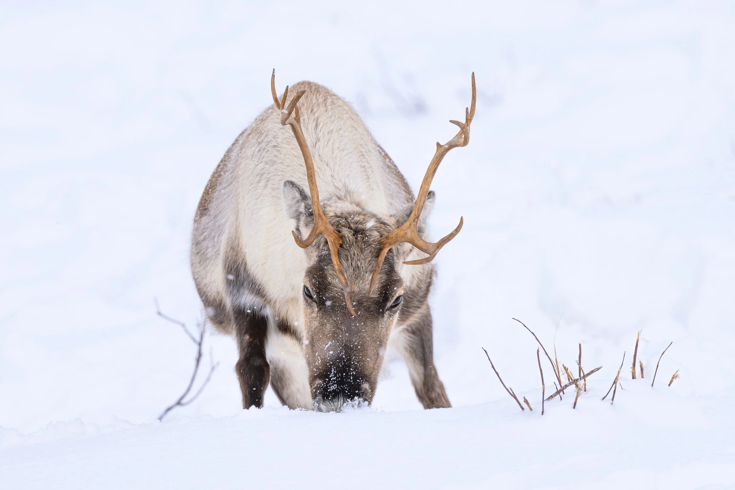 Portrait de face d'un renne aux bois imposants dans la neige, capturant la puissance tranquille de la faune sauvage sous la tempête.