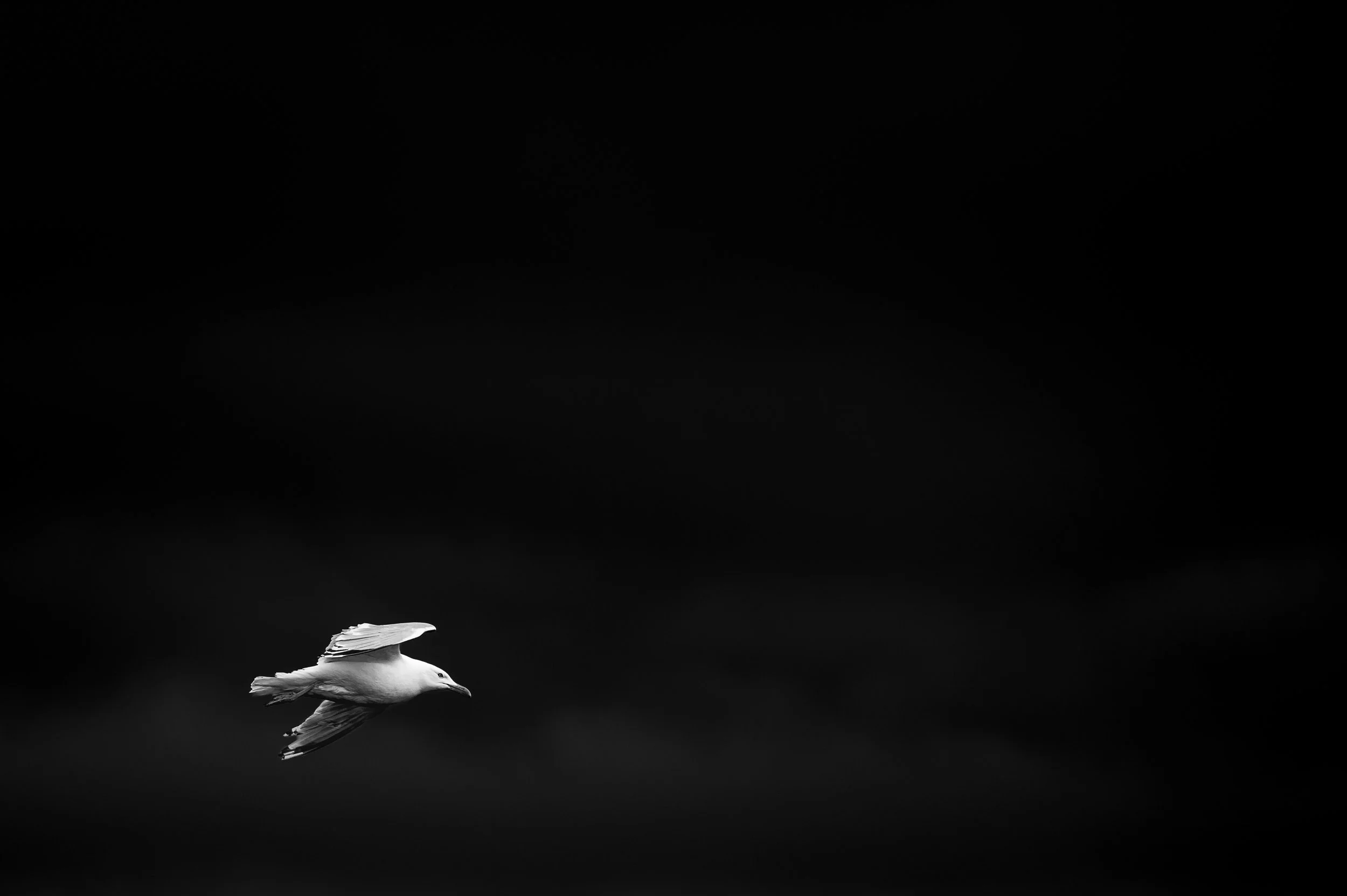 Envol minimaliste : mouette ou goeland saisi en plein vol, suspendu comme un point lumineux dans un vide noir.  Minimalisme en noir et blanc
