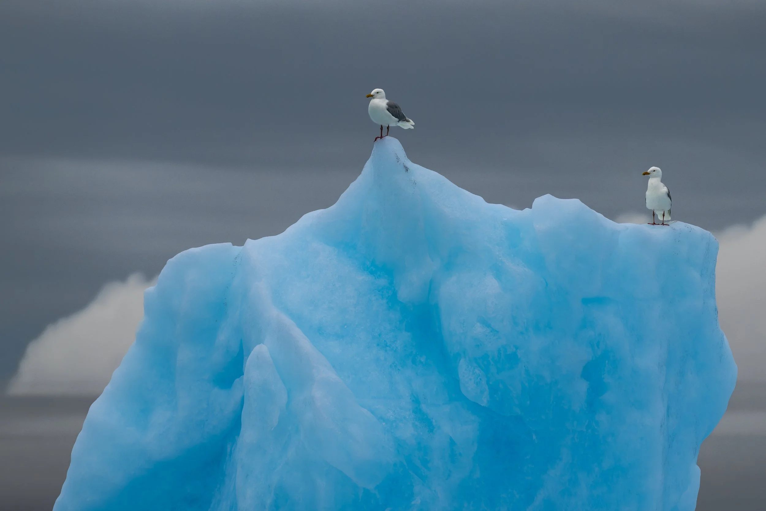 Deux oiseaux marins perchés au sommet d'un iceberg aux reflets bleu néon sous un ciel d'orage menaçant.