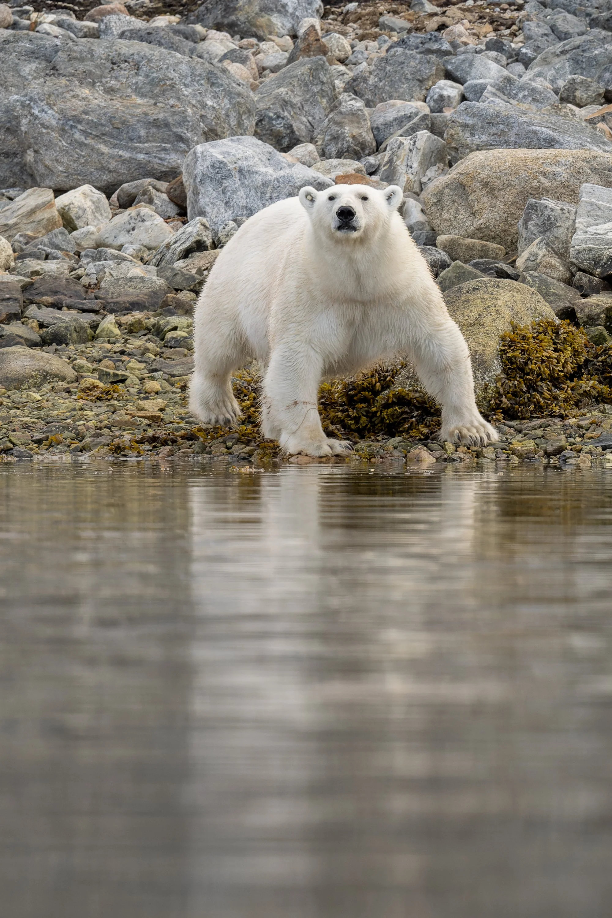 Puissante photographie verticale d'un ours polaire se tenant au bord de l'eau sur un rivage rocheux, son reflet se dessinant sur la surface calme."
