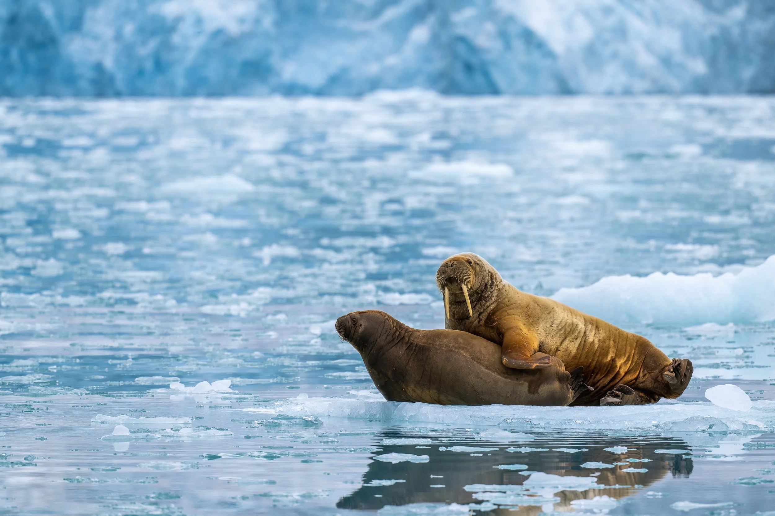 Morses se reposant sur un rocher émergé au milieu des eaux glacée