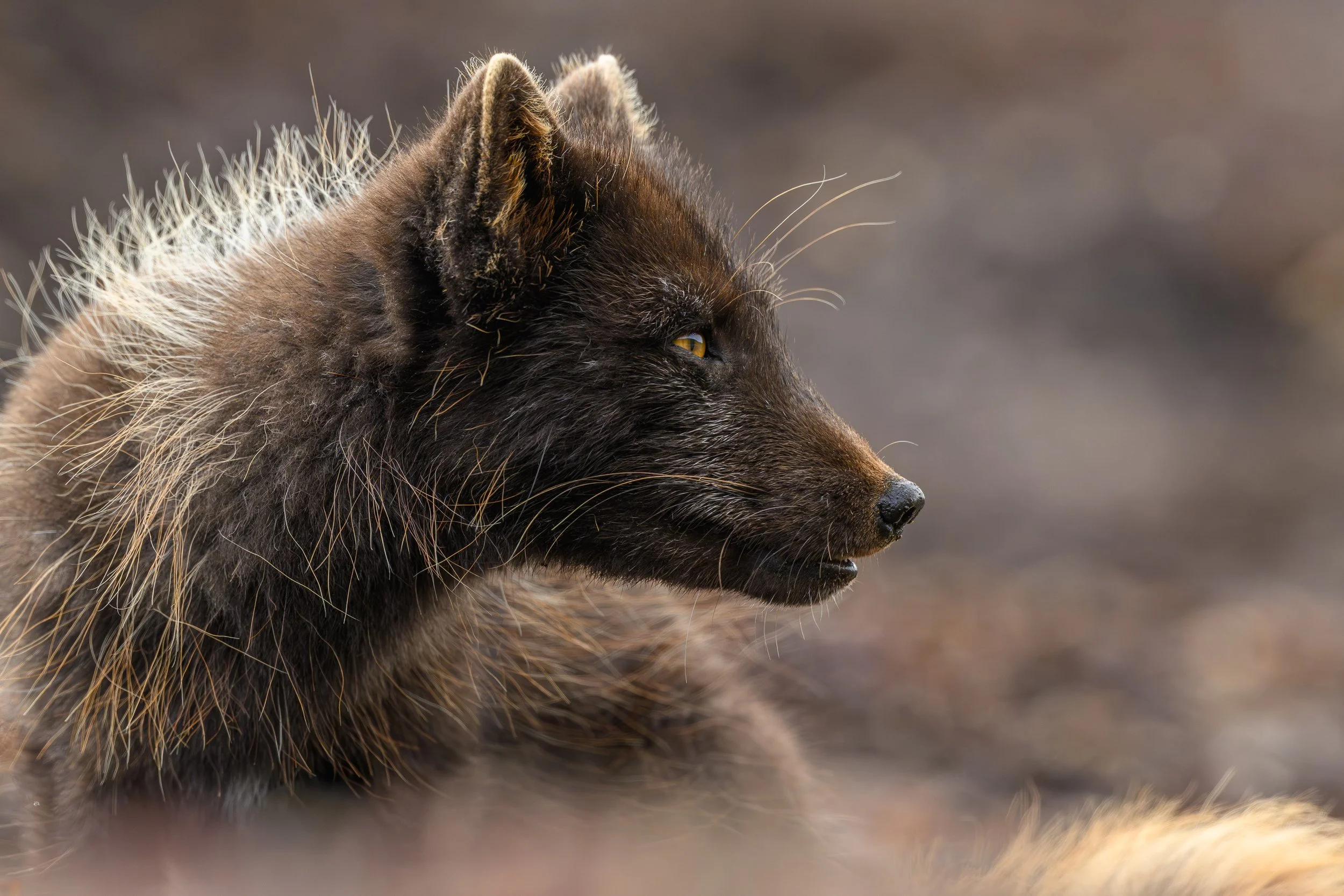 Gros plan intense sur le profil d'un renard polaire en pelage d'été, capturant la texture de ses poils et son regard attentif.