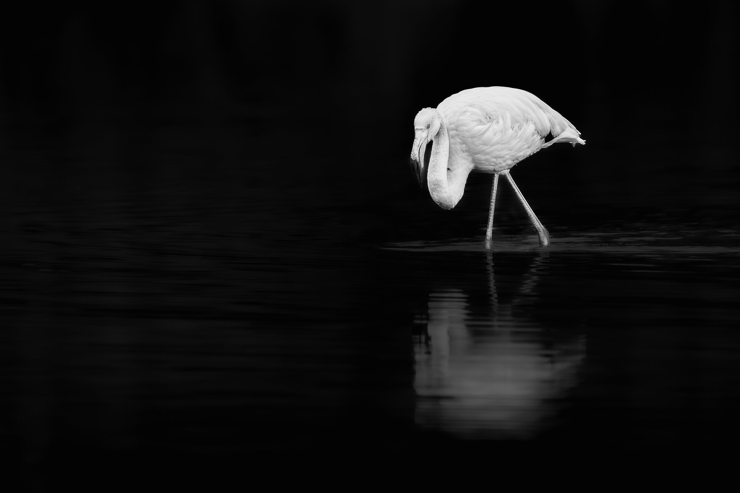 Flamant rose solitaire debout dans l'eau sombre, sa silhouette et son reflet créant une forme verticale pure et minimaliste.  noir et blanc

