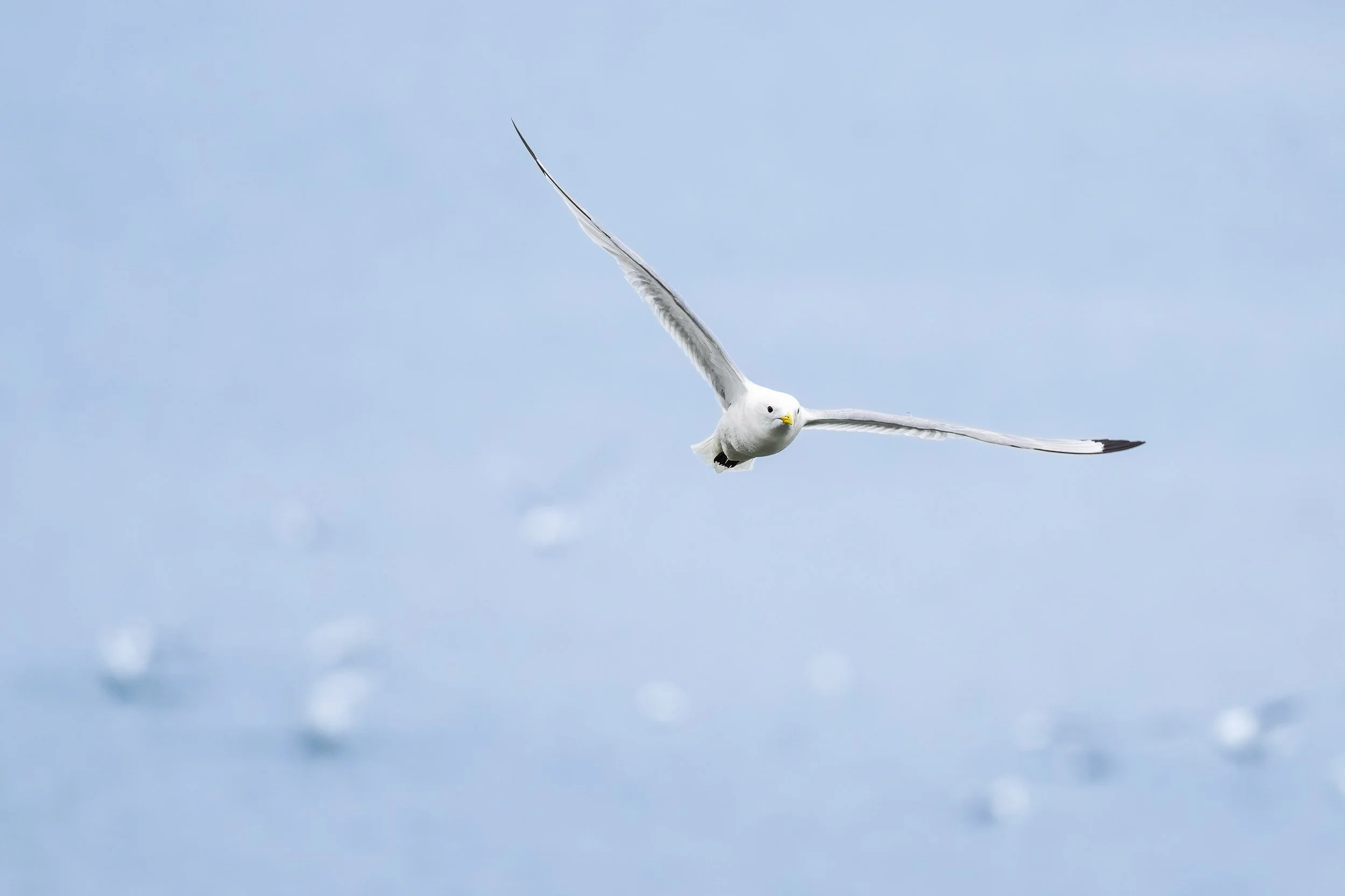 Minimalisme en nature montrant une mouette volant dans un ciel d'hiver très clair, symbolisant la solitude et le souffle du vivant dans le grand blanc