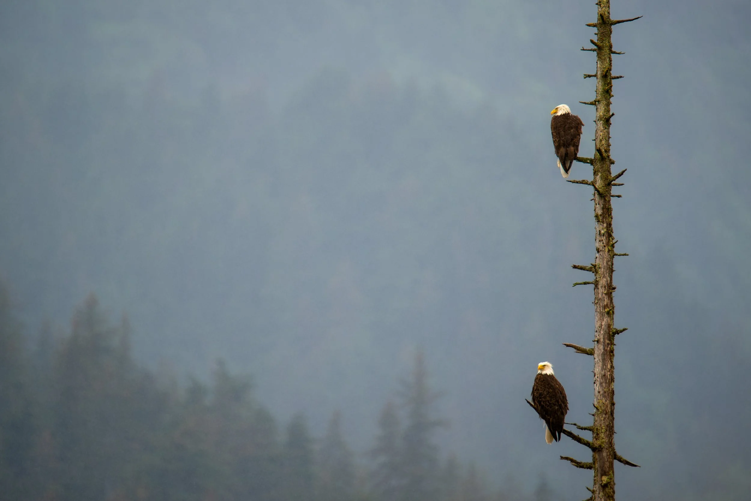 Deux pygargues à tête blanche perchés sur les branches nues d'un grand conifère, se détachant sur une forêt embrumée et mystérieuse. Alaska