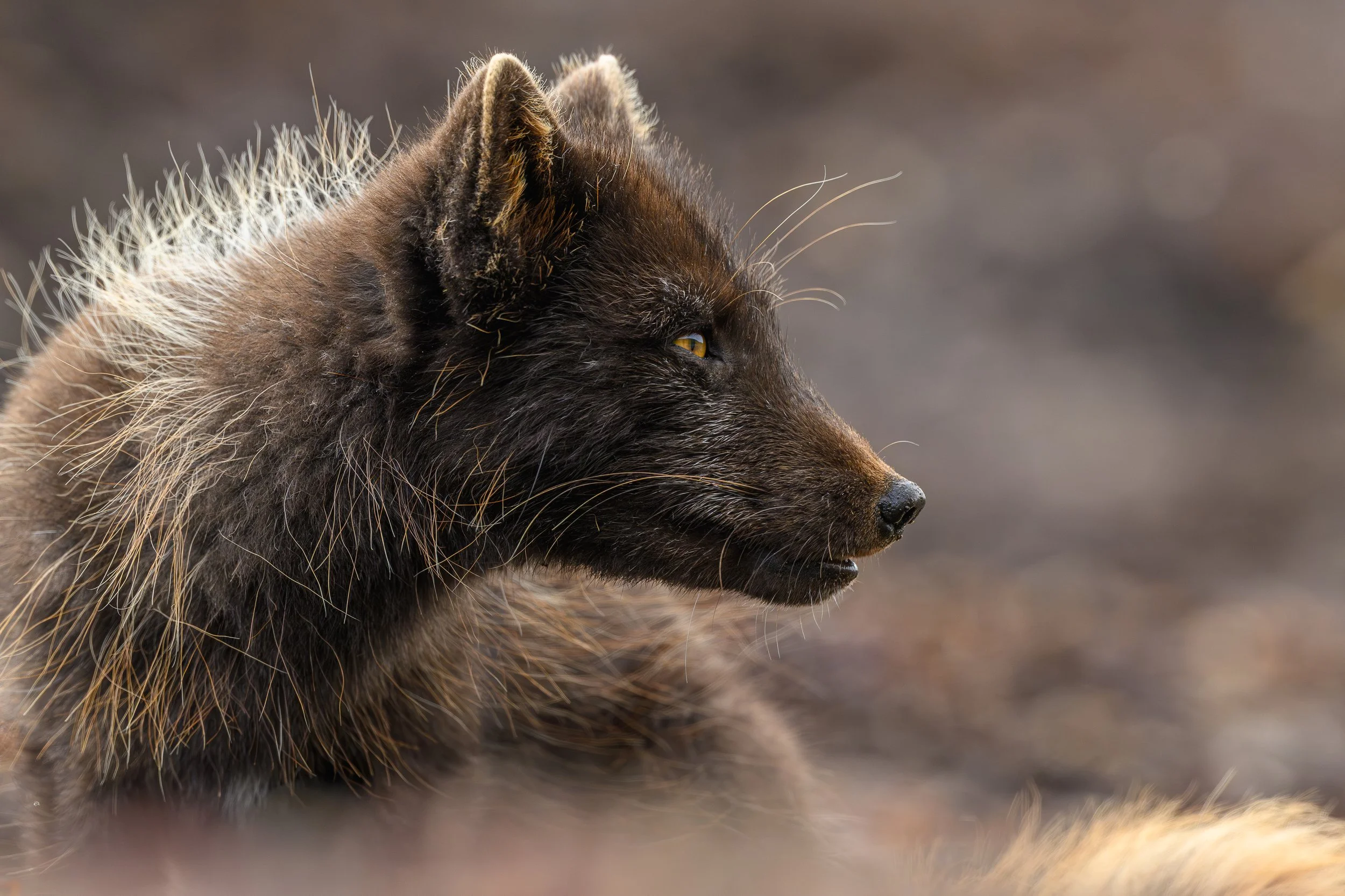 expo ATrium V1 (14 sur 20).jpg