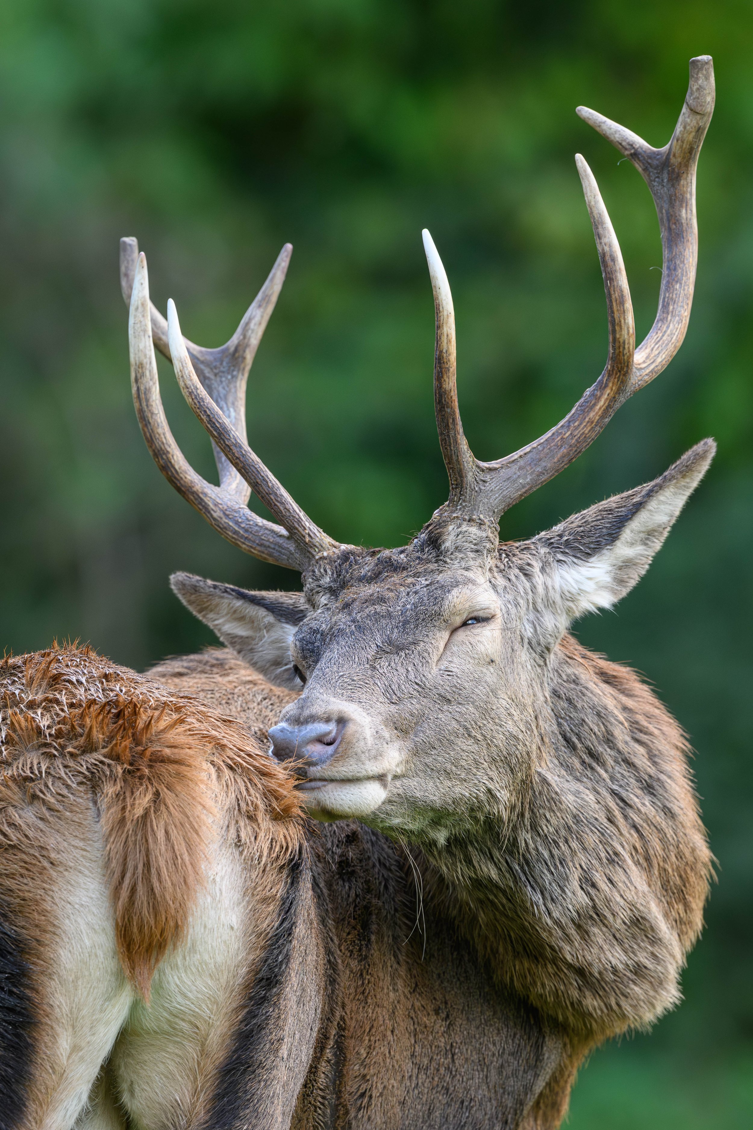 cerfs. (2 sur 3).jpg