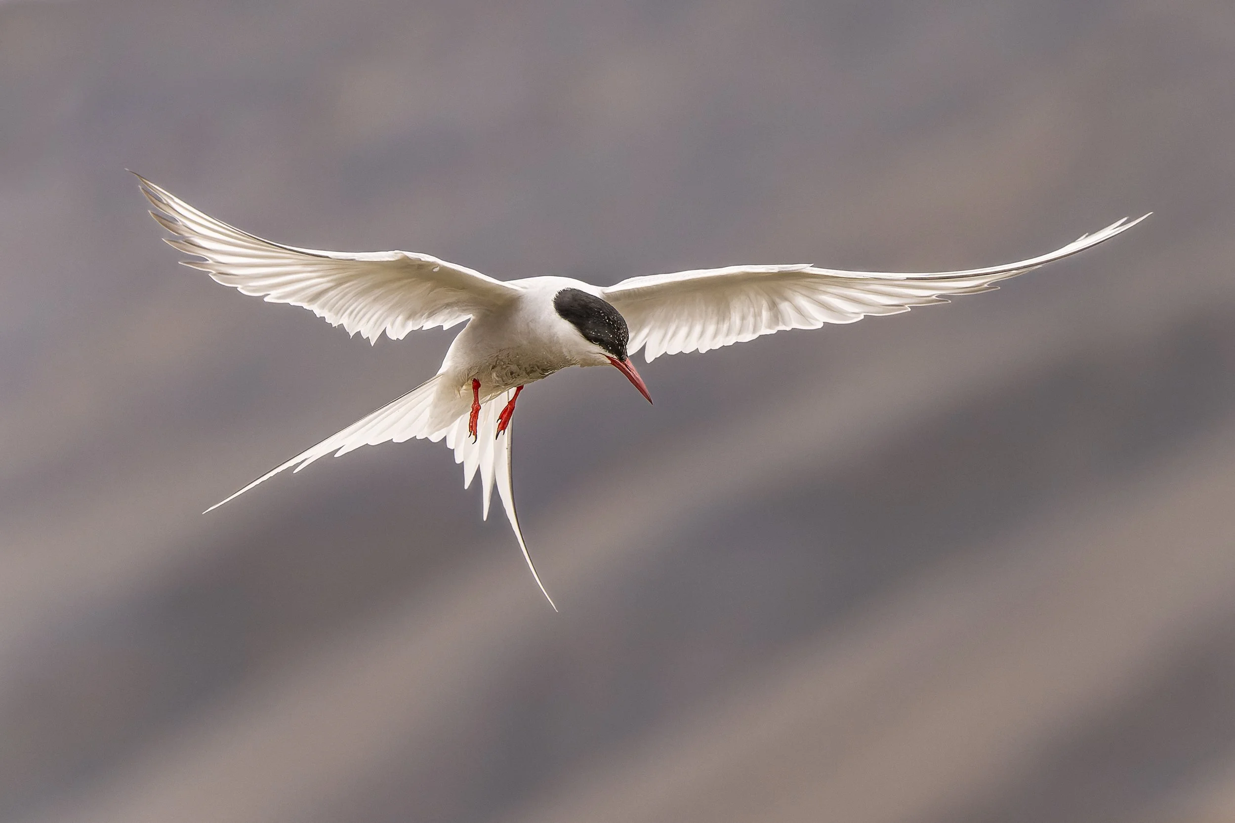 Sterne arctique saisie en plein vol, silhouette élégante avec ses ailes effilées et sa queue fourchue sur un fond de ciel gris doux