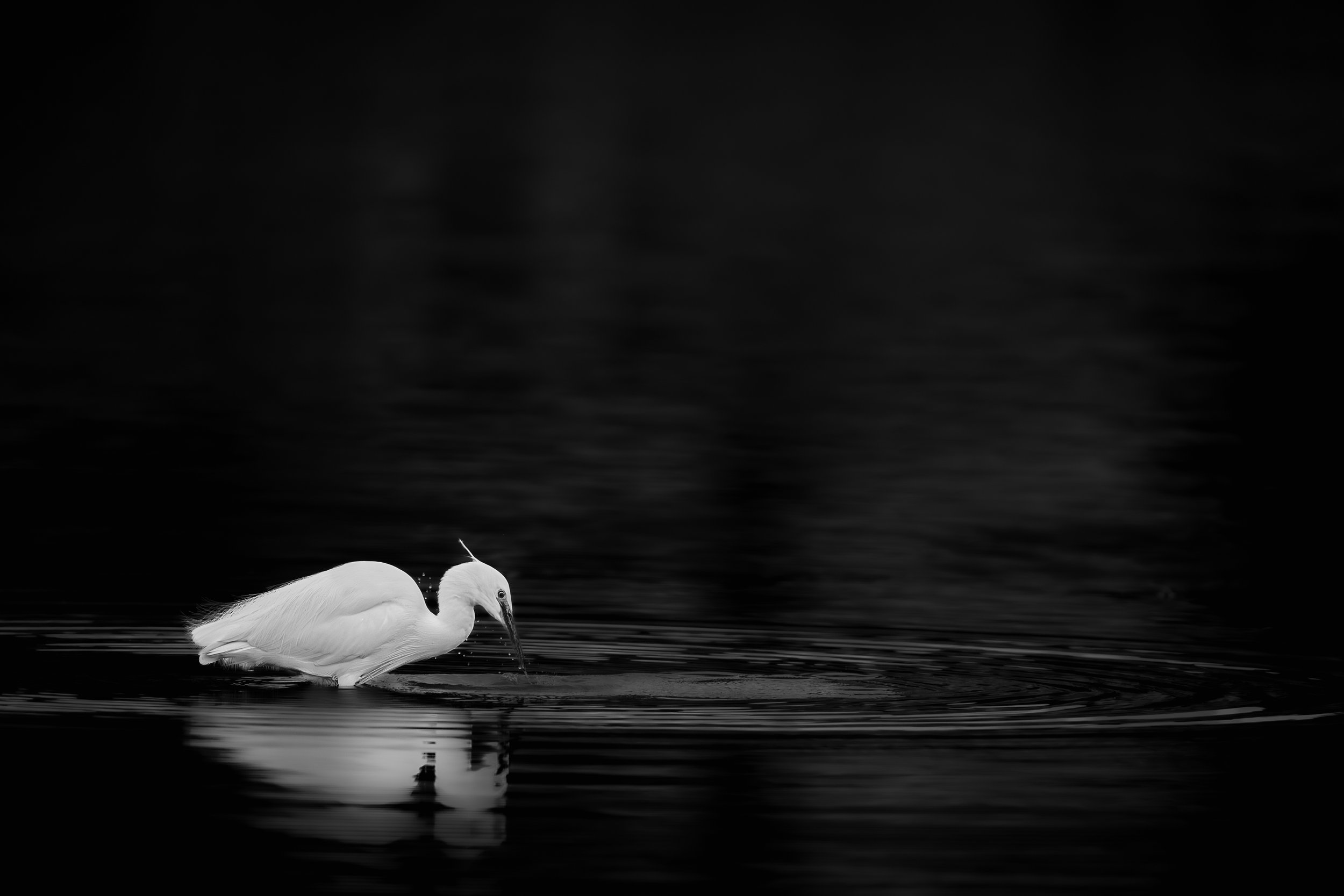 Profil épuré : Aigrette blanche marchant avec grâce, sa silhouette se découpant avec précision sur un environnement sombre.  Noir et blanc