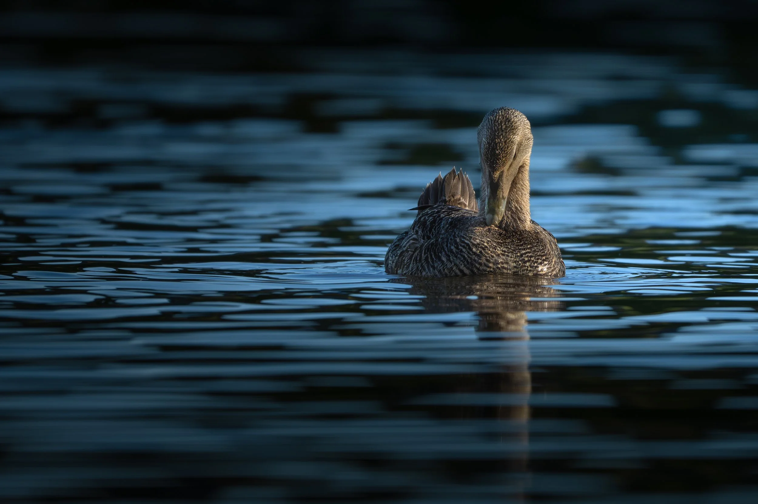 Eider à duvet femelle sur un fond de mer bleu intense