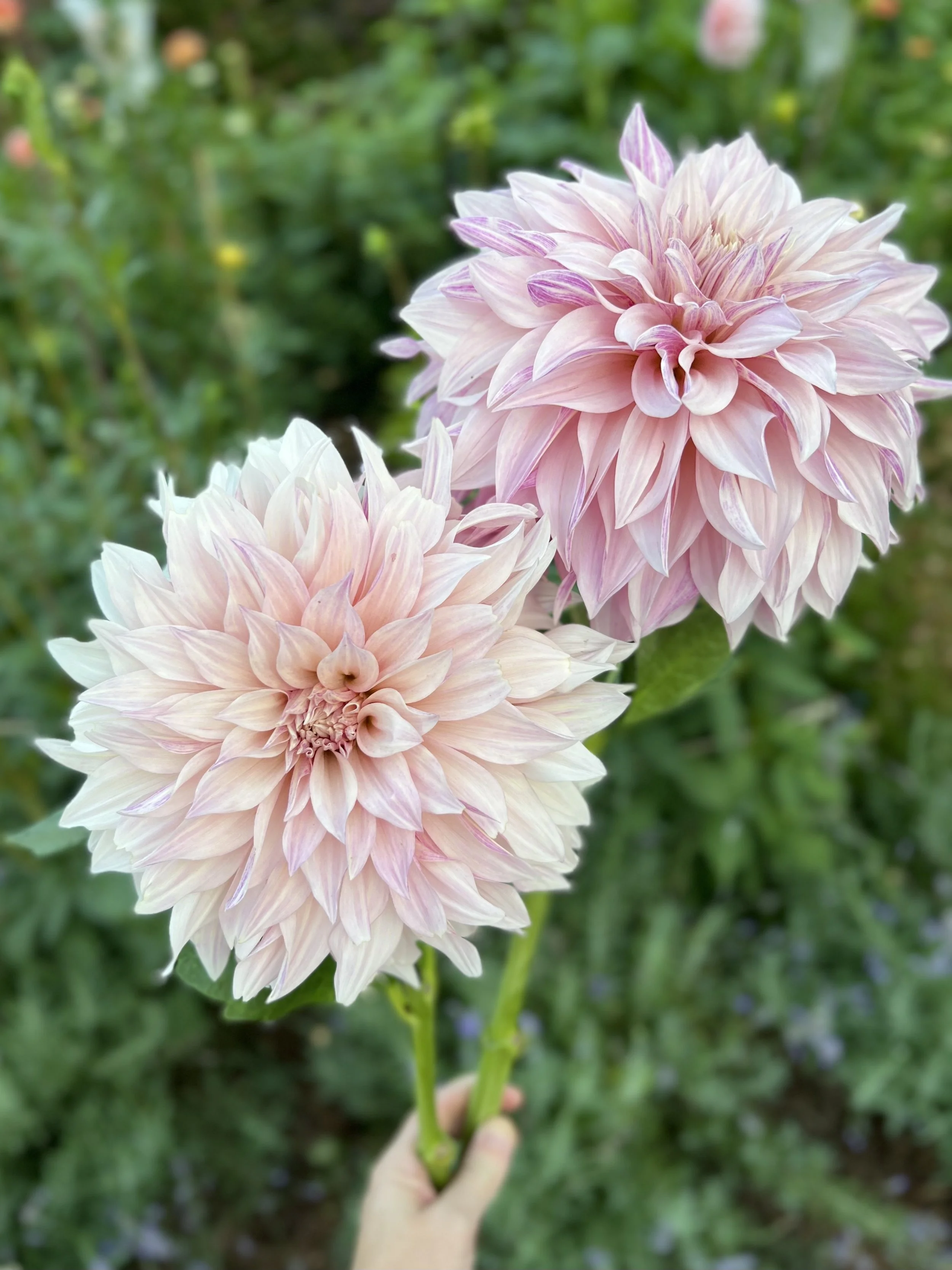 Cafe au Lait Dahlia Tuber