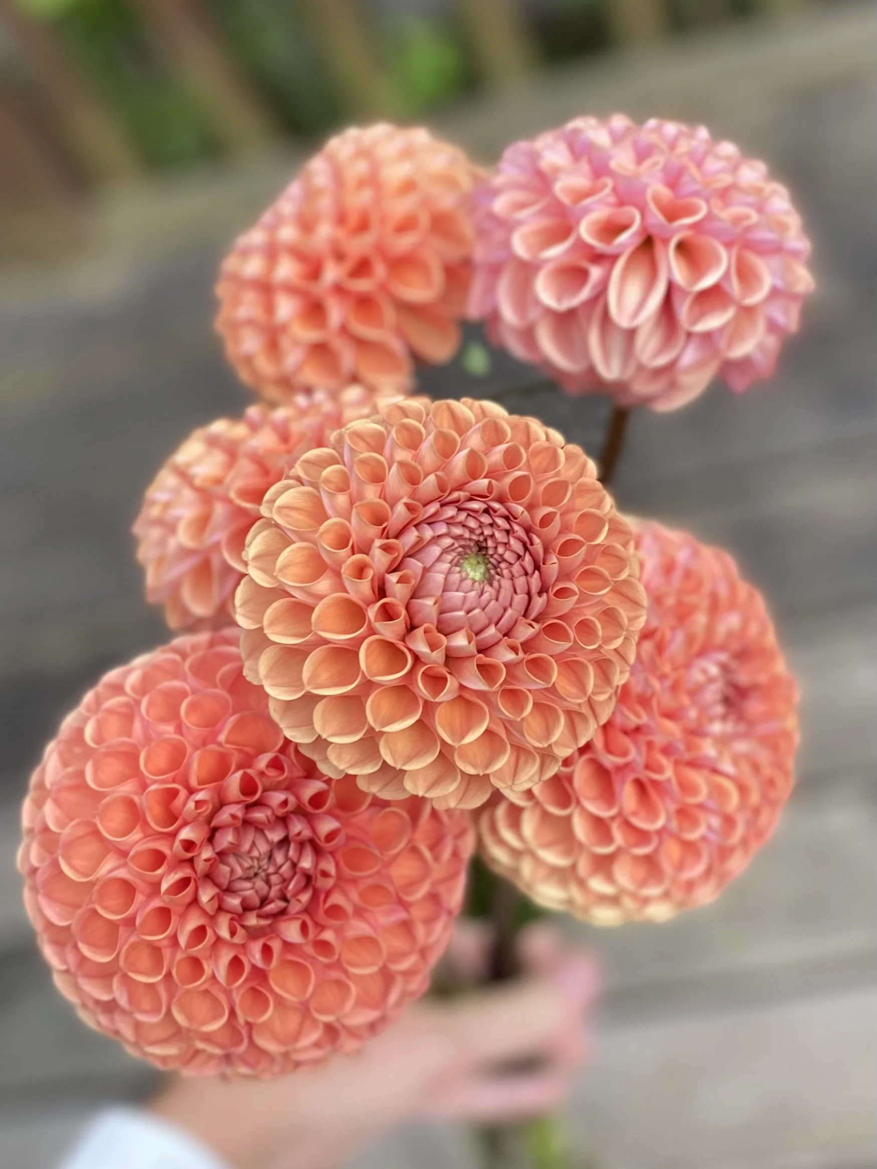 Crichton Honey Dahlia Tuber