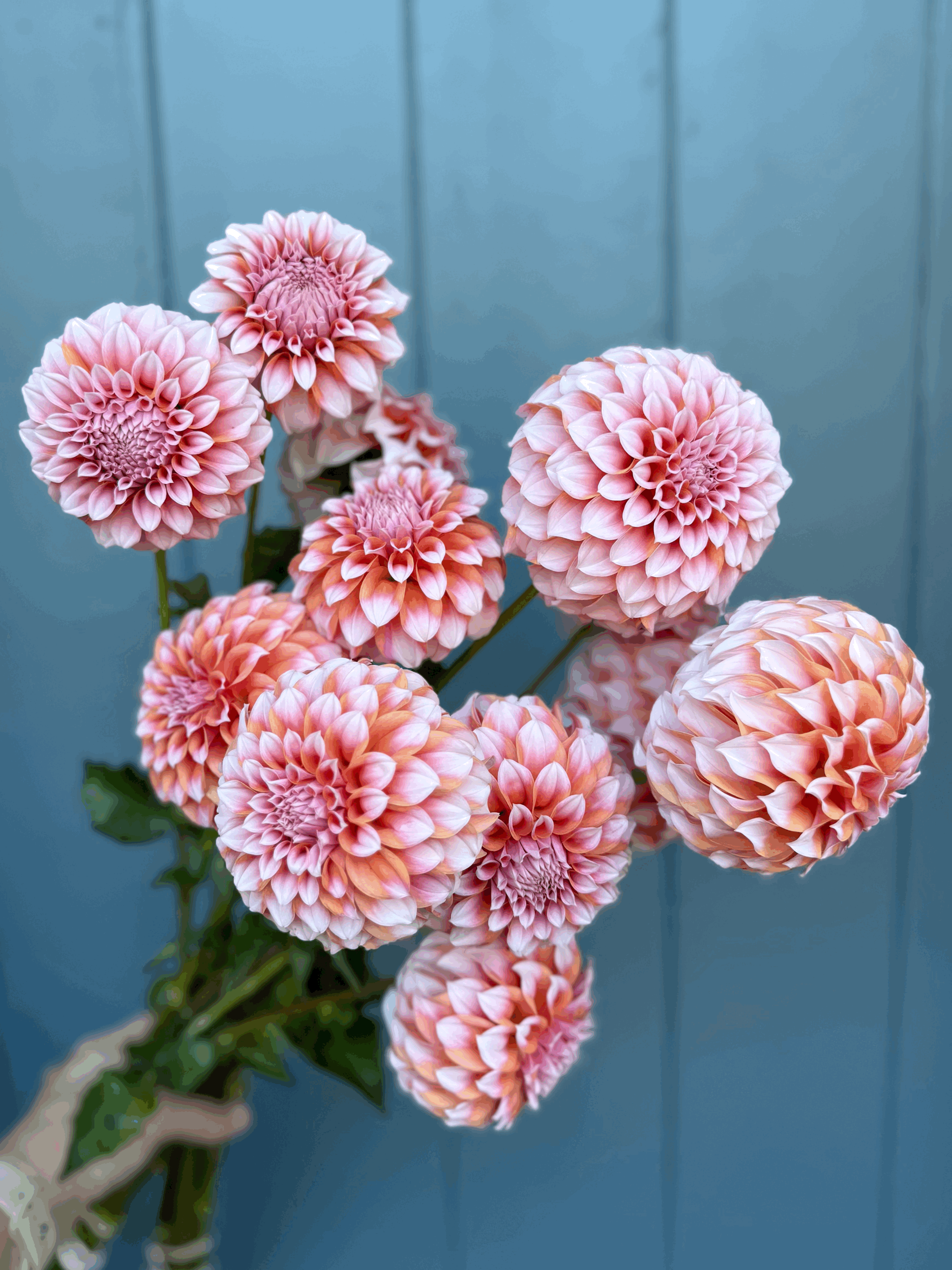 Peaches n Cream Dahlia Tuber