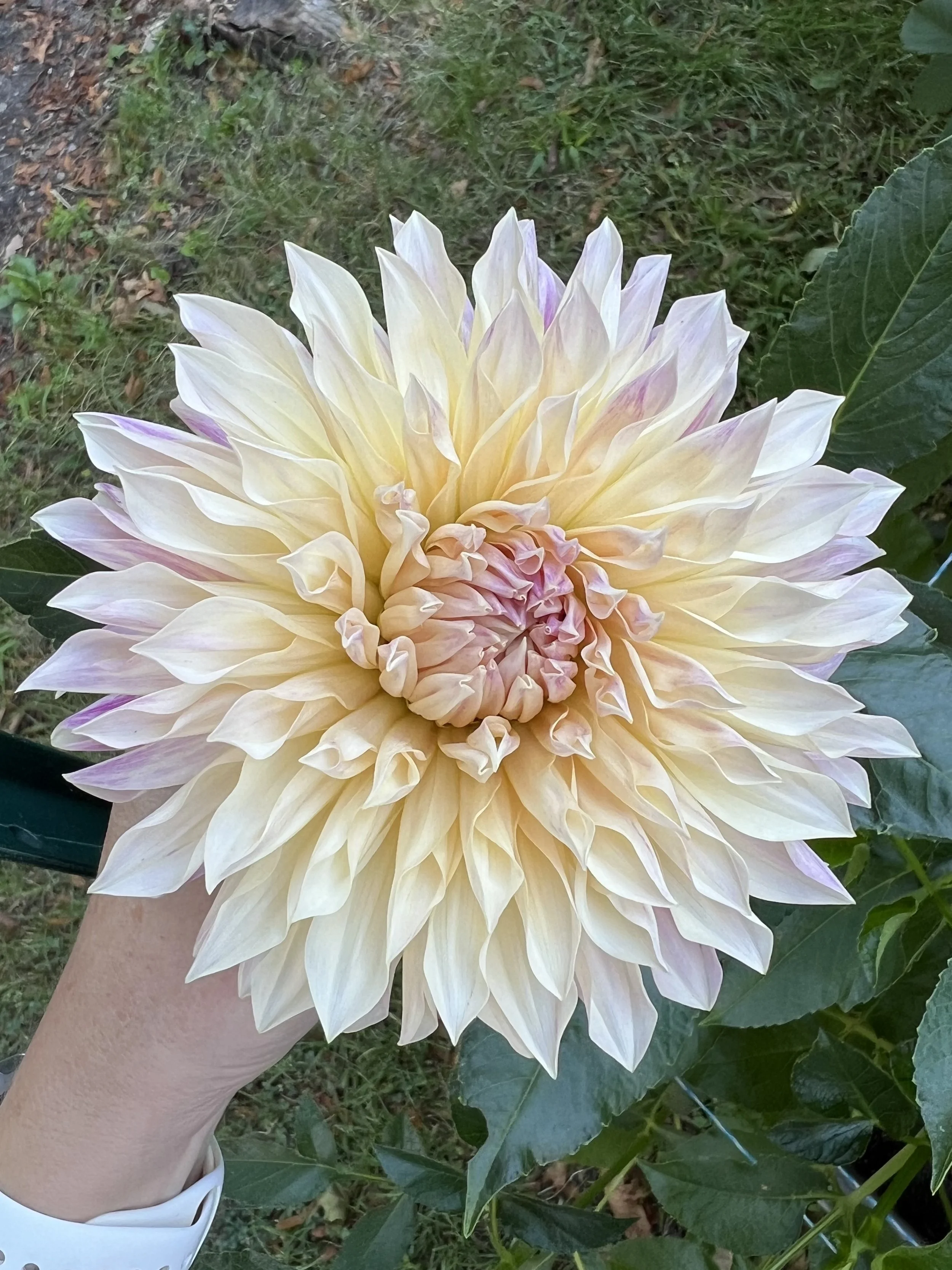Cafe de Paris Dahlia Tuber