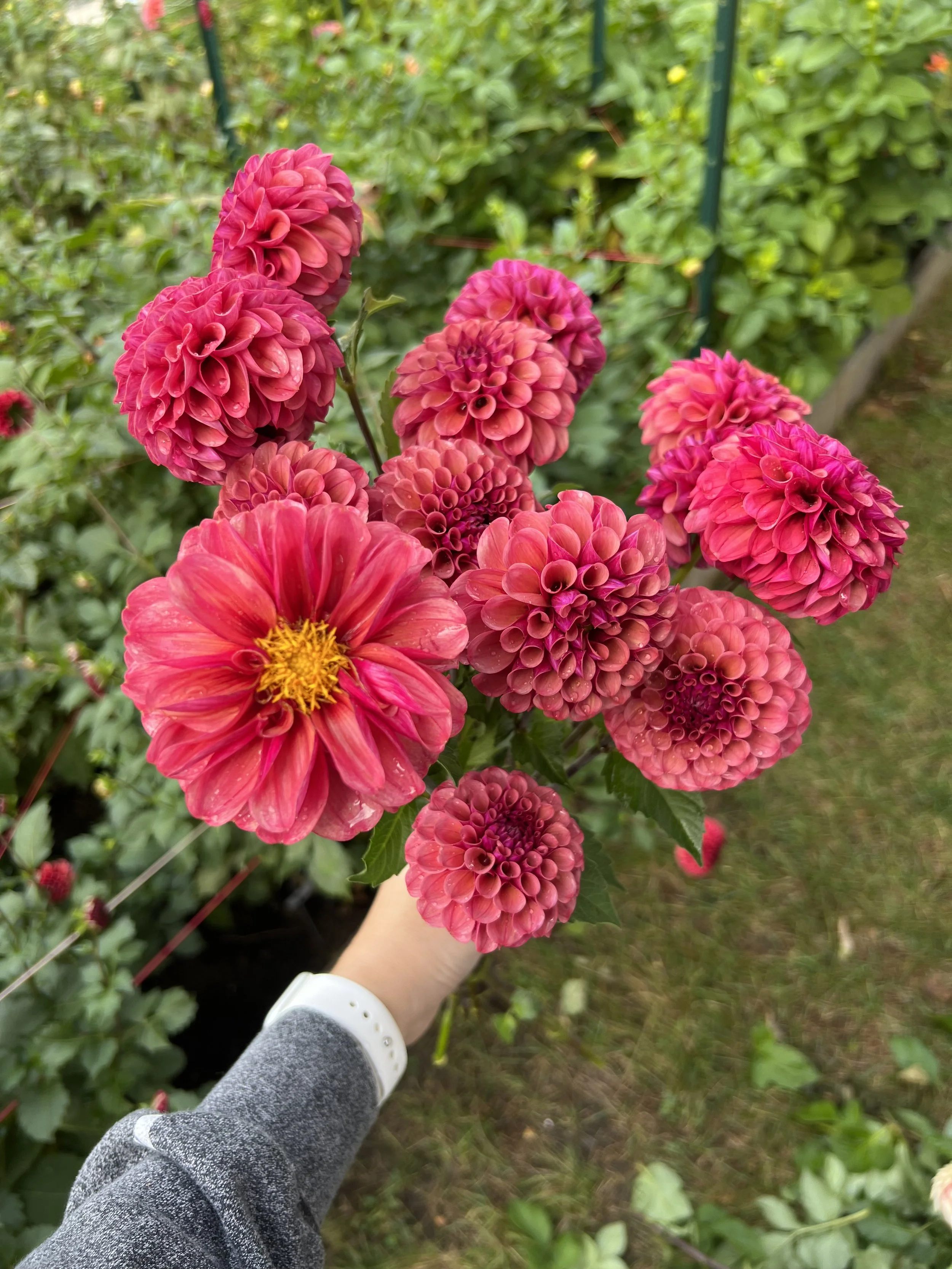 Ferncliff Rusty Dahlia Tuber