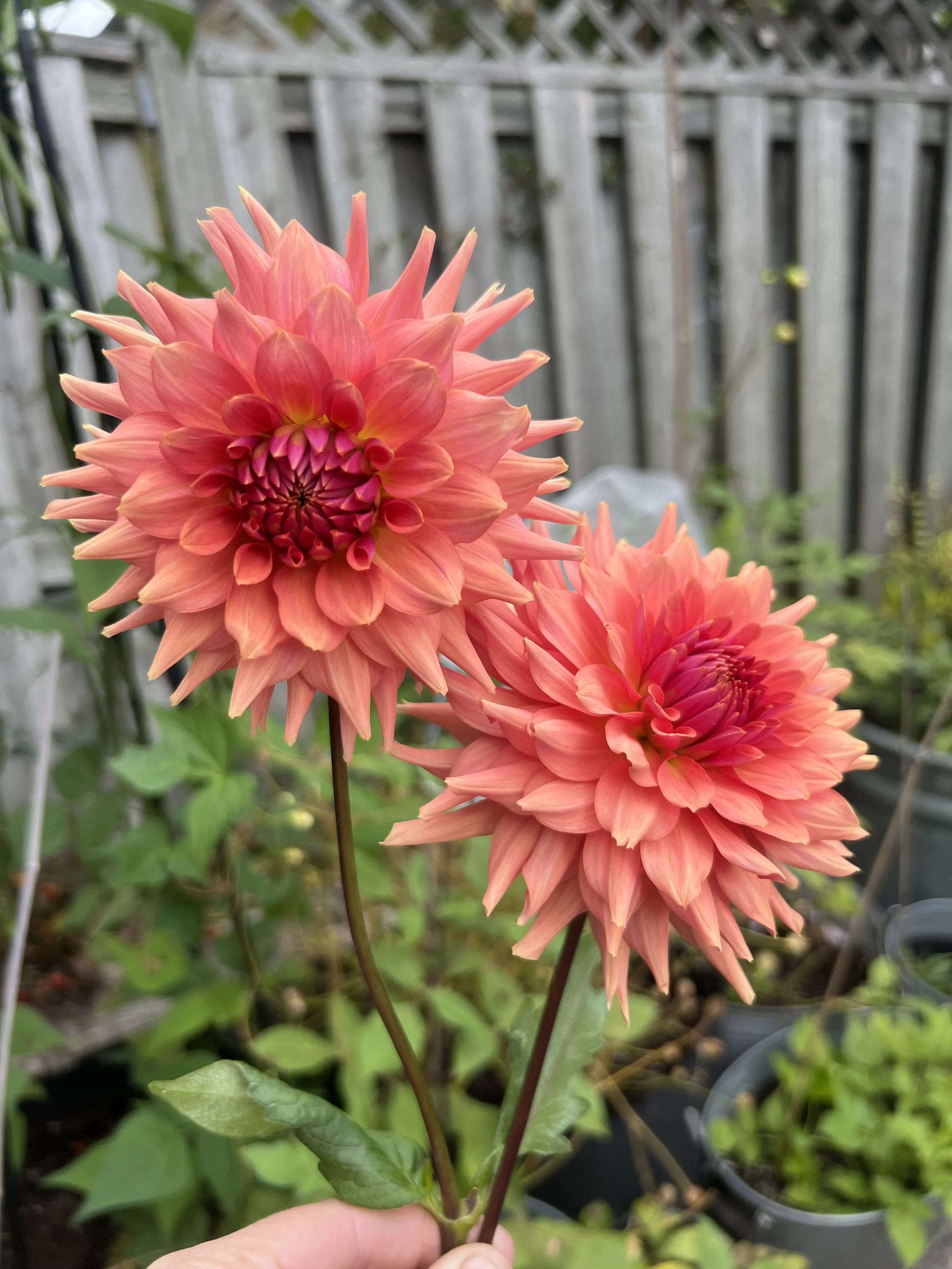 Terracotta Dahlia tuber