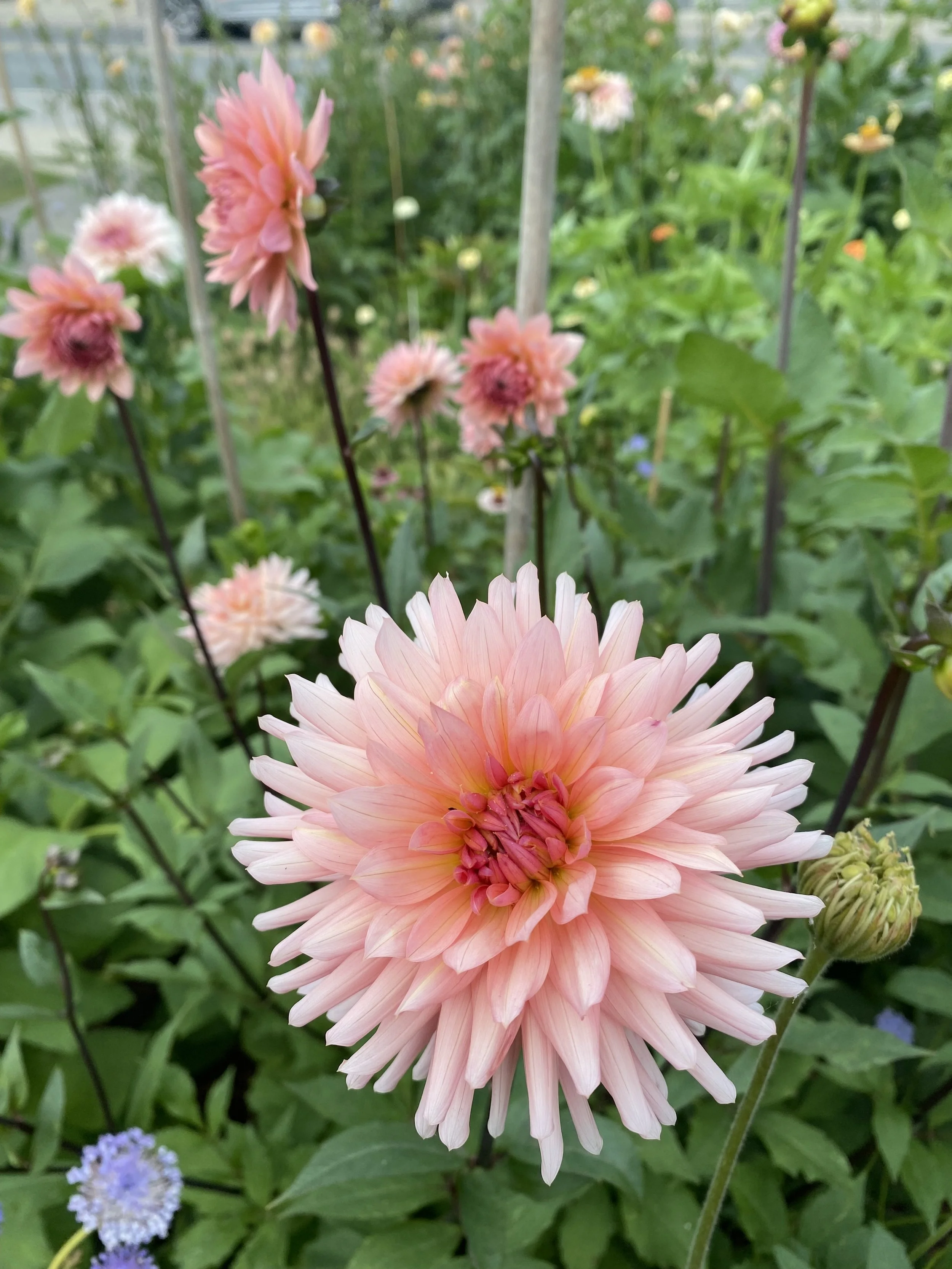 Preference Dahlia Tuber