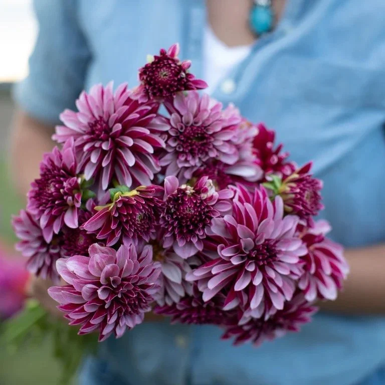 Salish Twilight Girl Dahlia Tuber