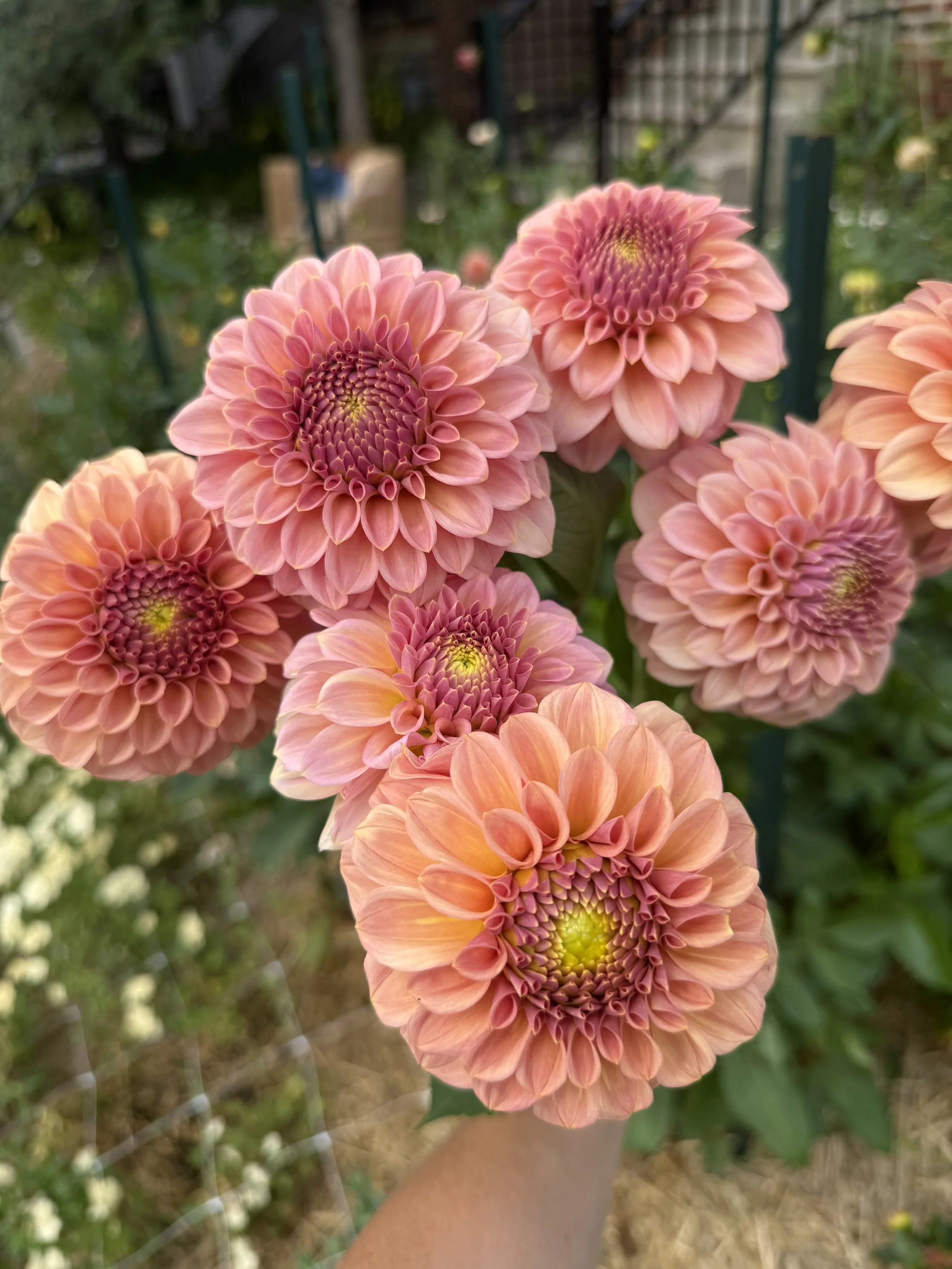 Rock Run Ashley Dahlia Tuber