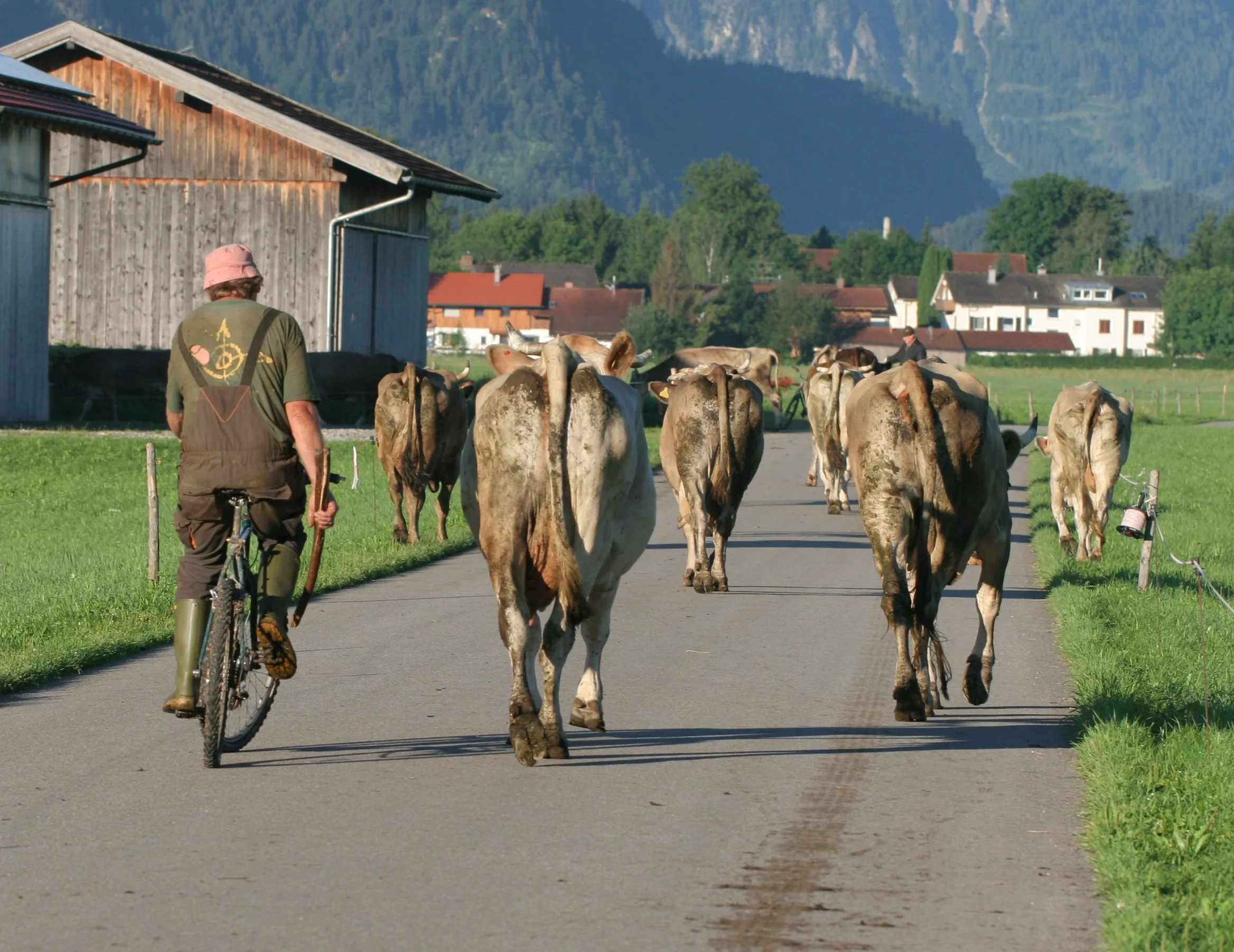 Biking the Cows to Pasture