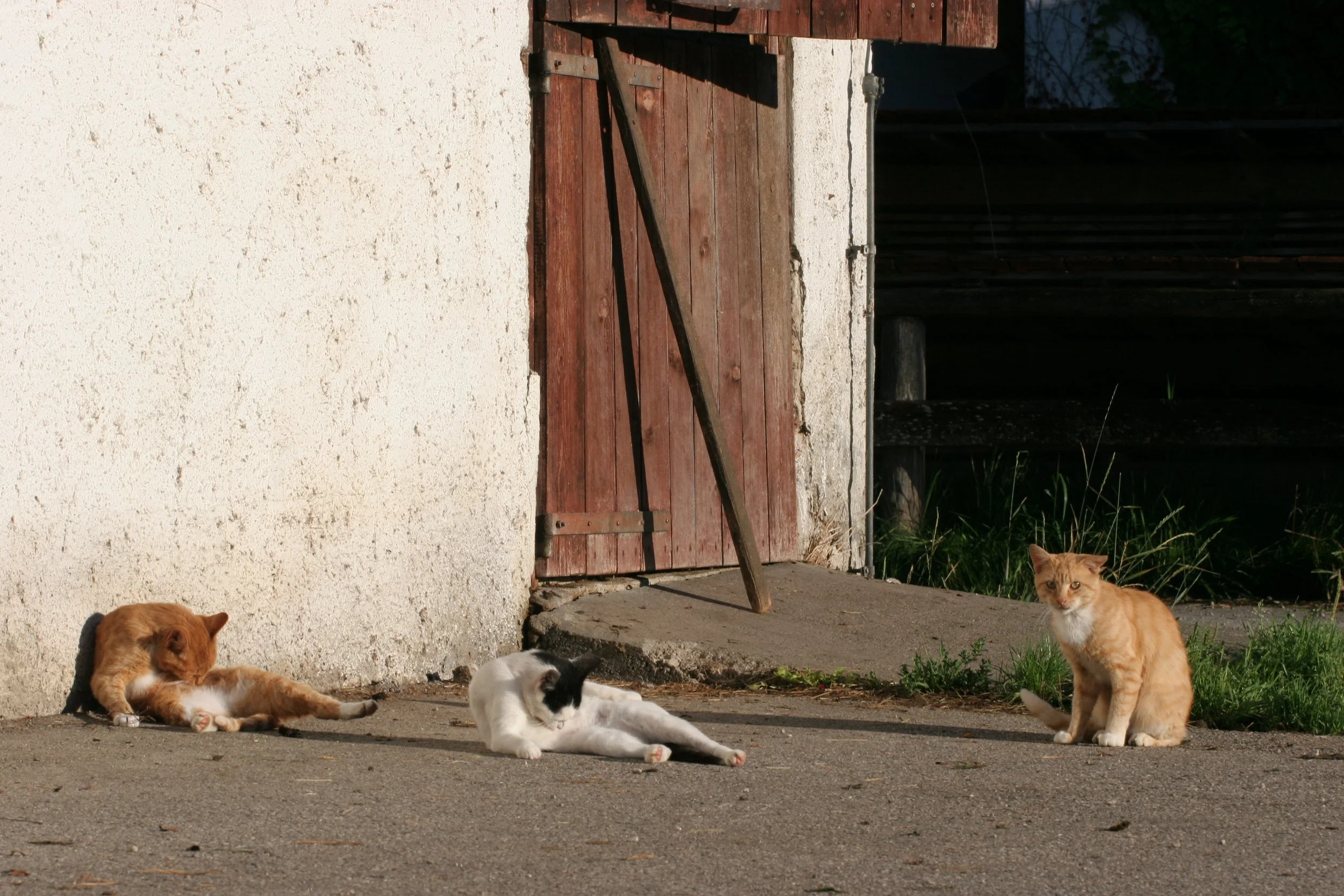 Katze