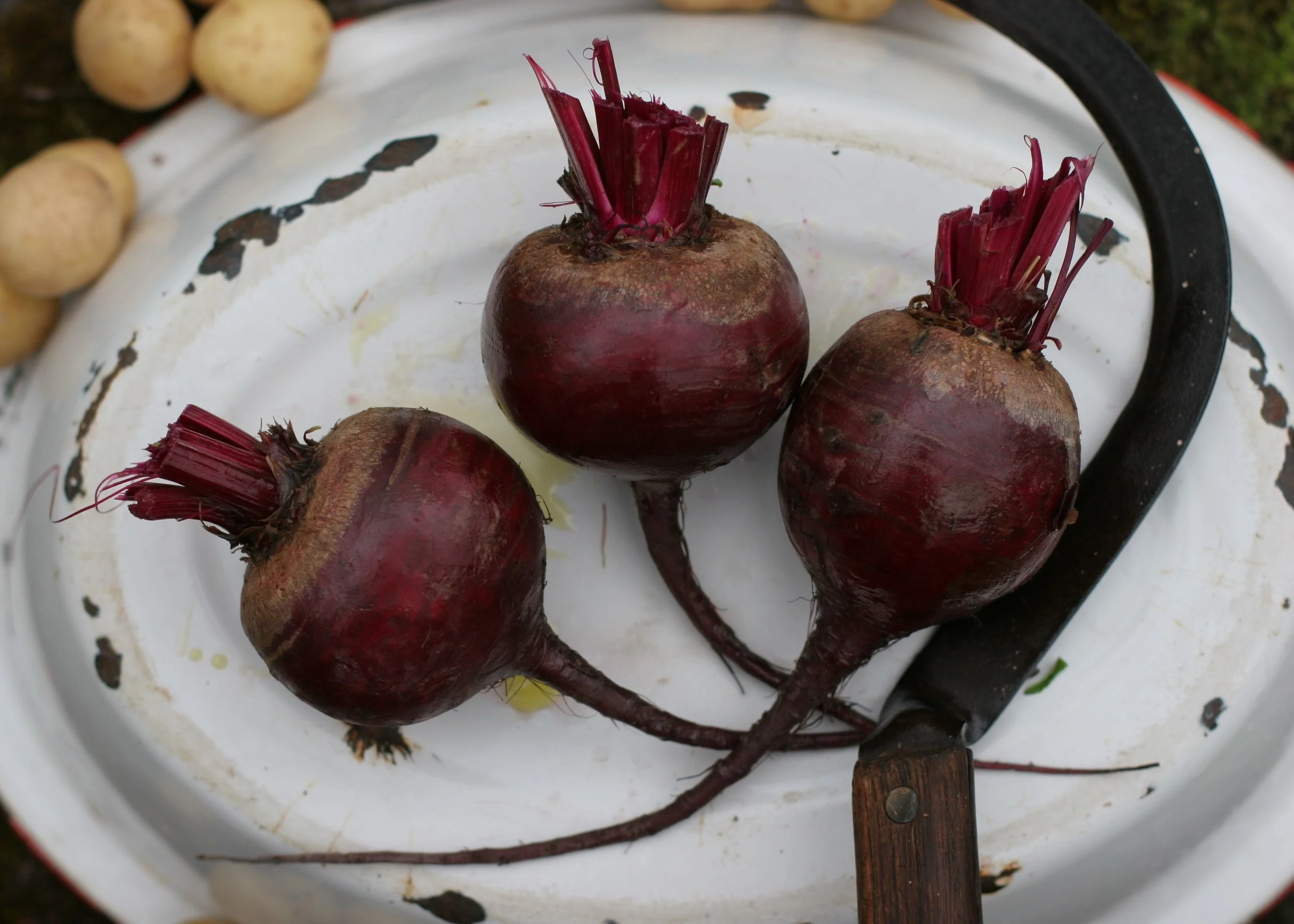 beet 1.JPG