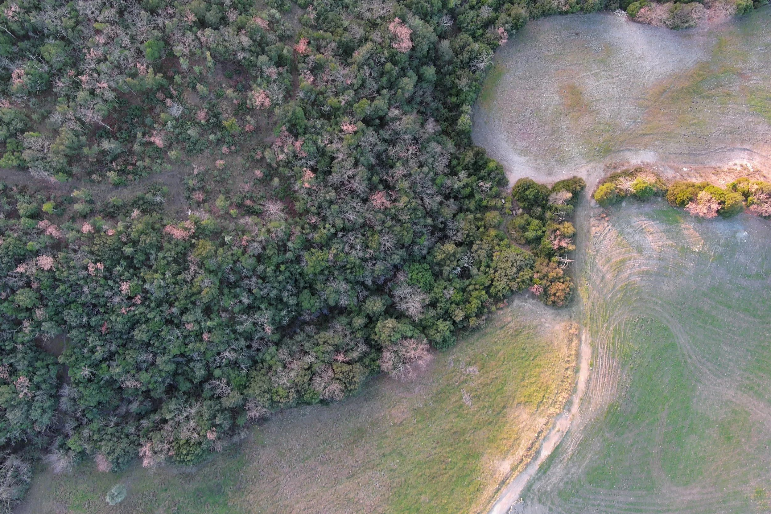 Foto da drone di un pascolo