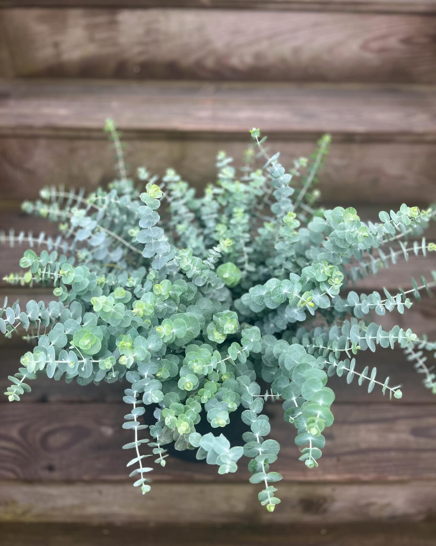 eucalytpus baby.jpg