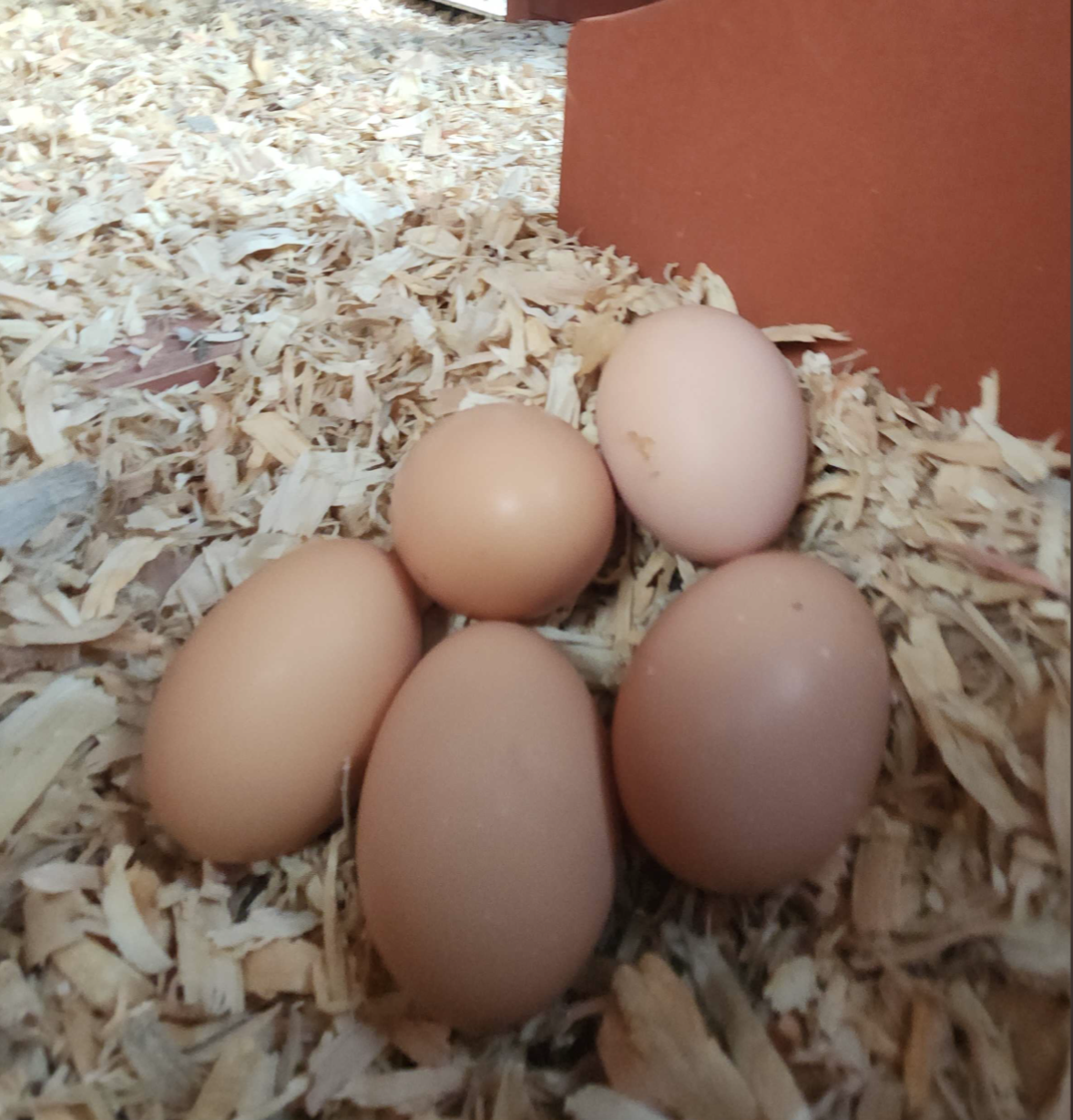 Holding It All at the Farm: Love, Grief, Joy, and Four New Hens