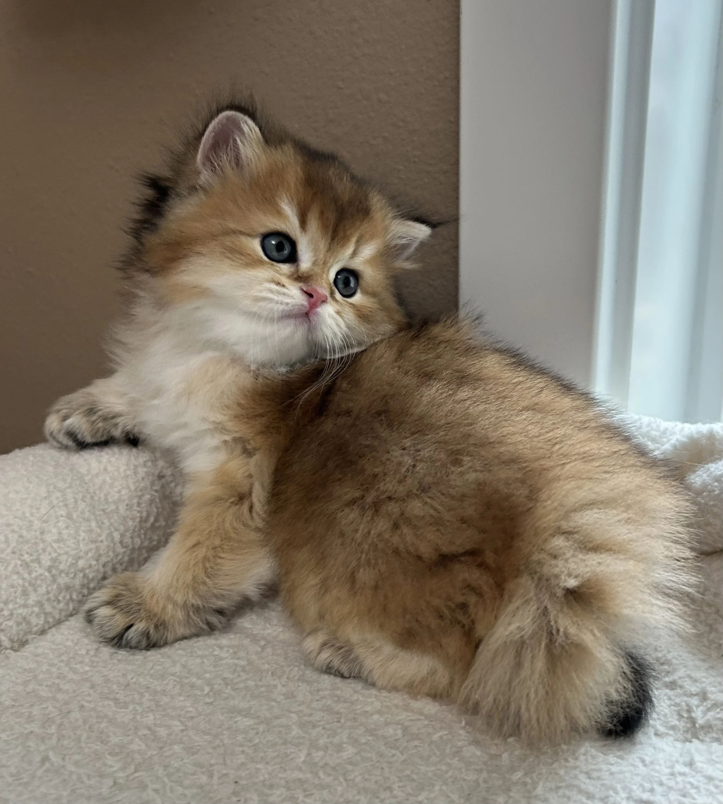 Cute British Scottish Fold Straight Kitten For Sale In Vancouver Portland Seattle USA