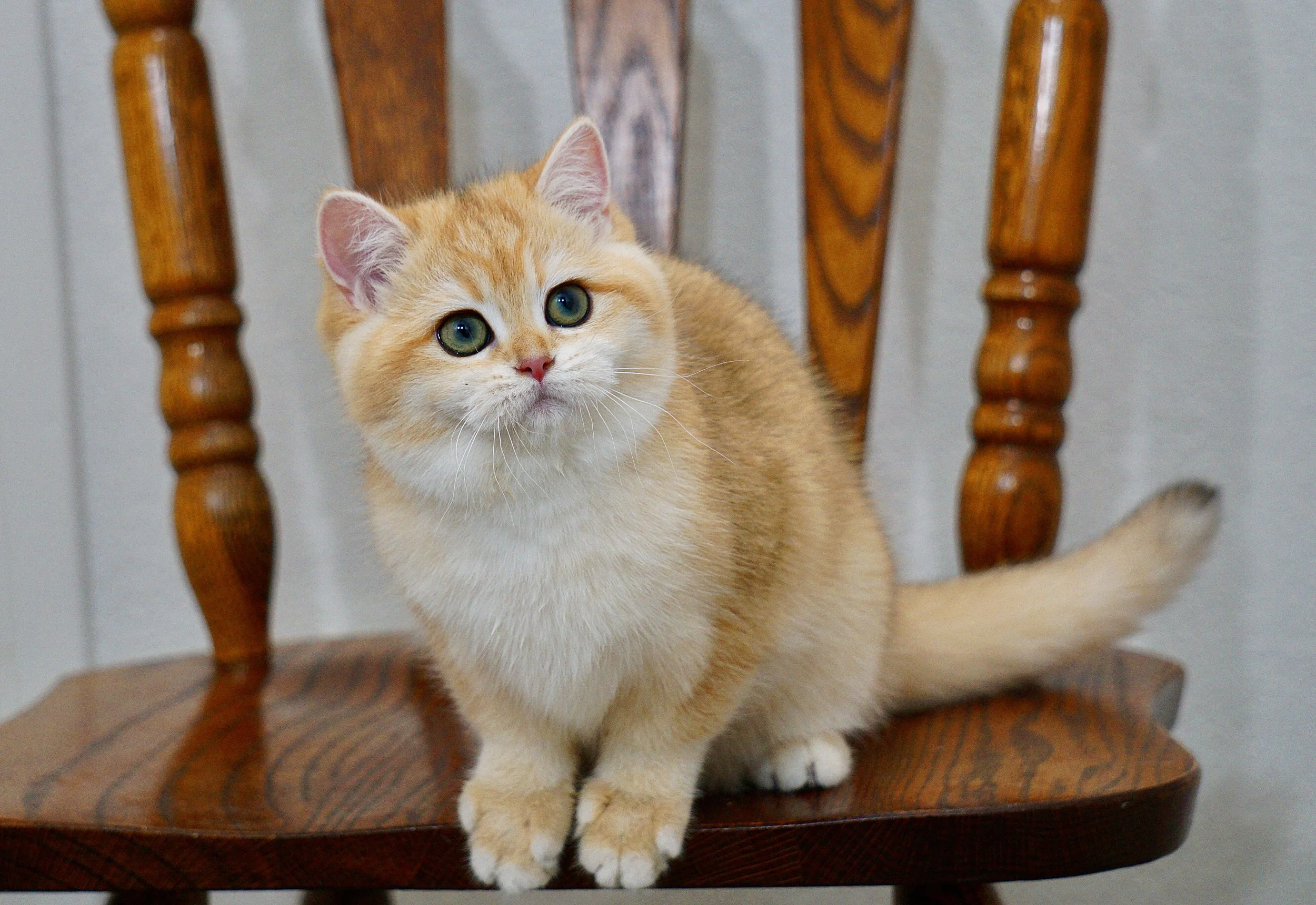 Cute British Scottish Fold Straight Kitten For Sale In Vancouver Portland Seattle