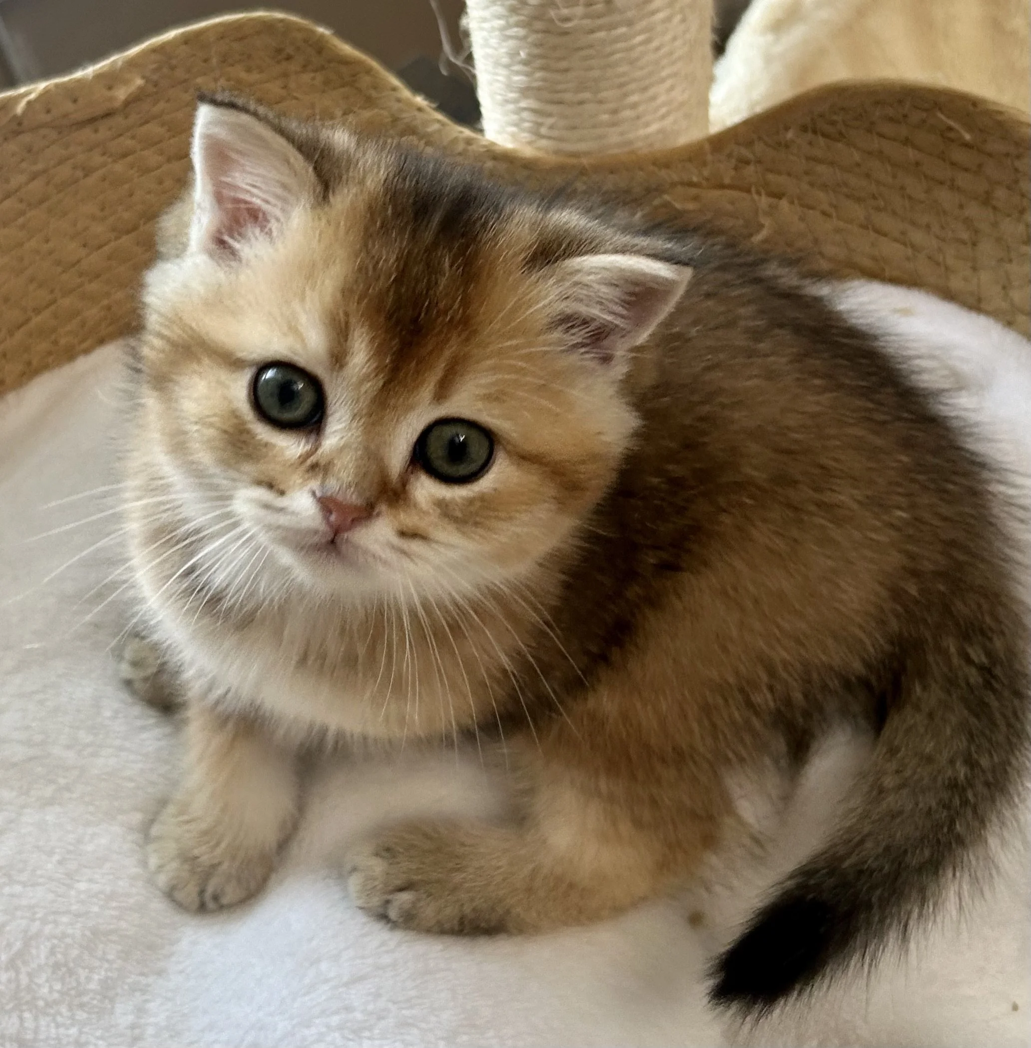 Cute British Scottish Fold Straight Kitten For Sale In Vancouver Portland Seattle USA